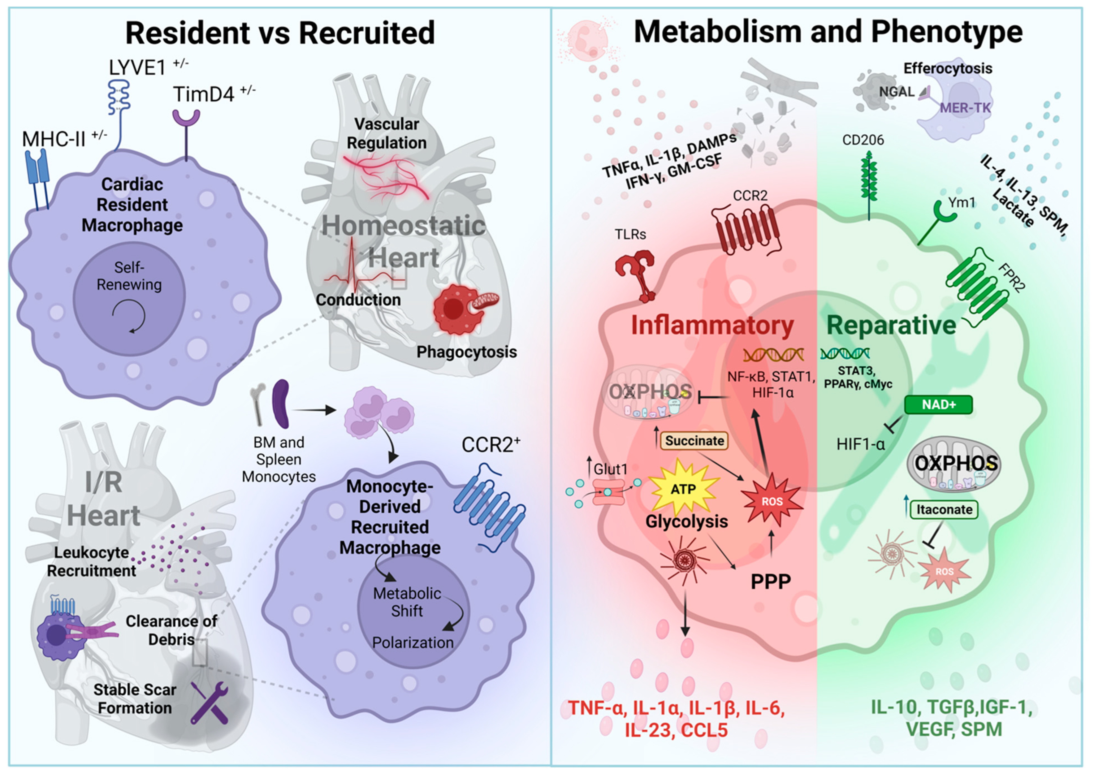 Antioxidants 12 01944 g003