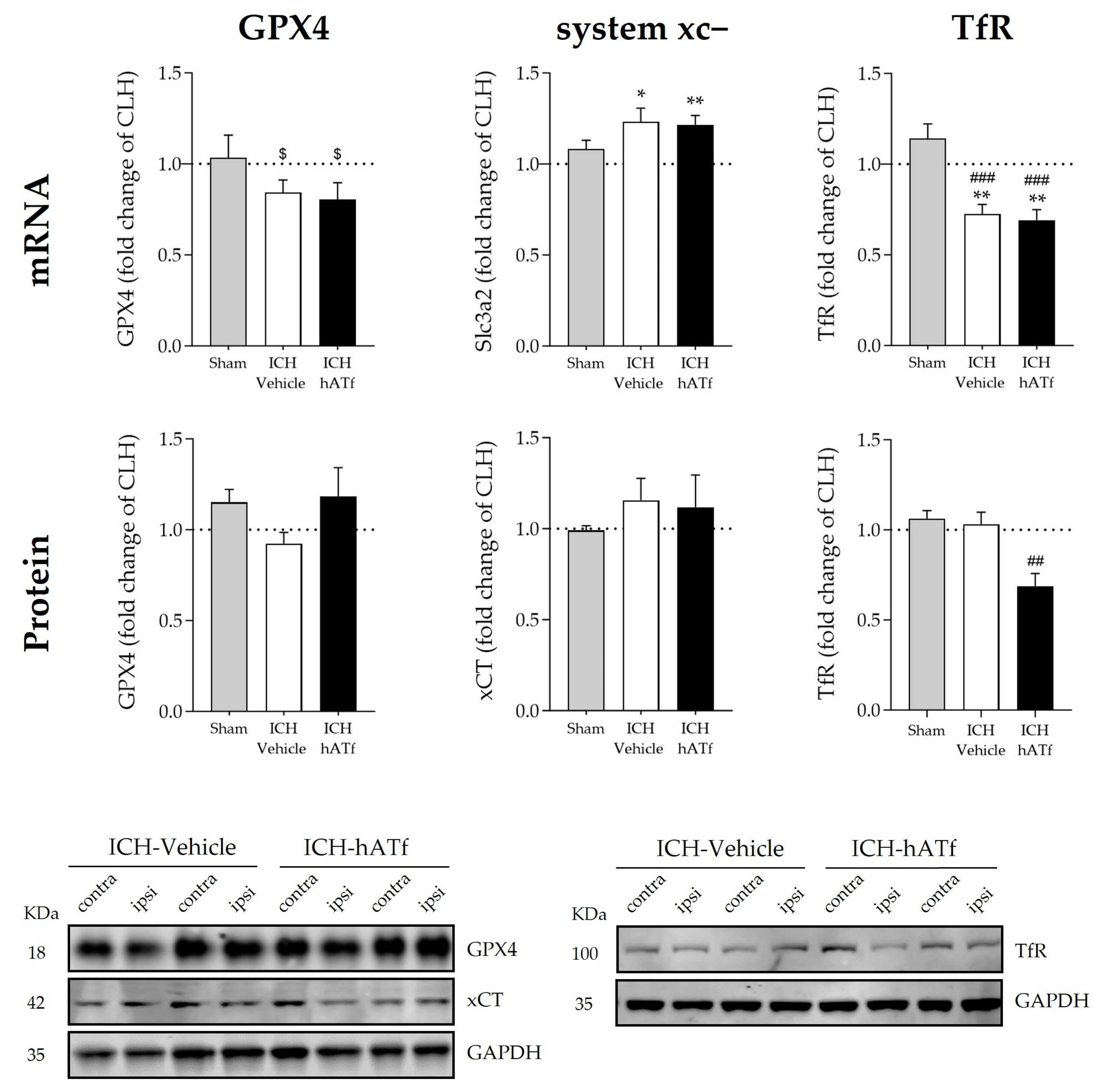 Antioxidants 12 01945 g006