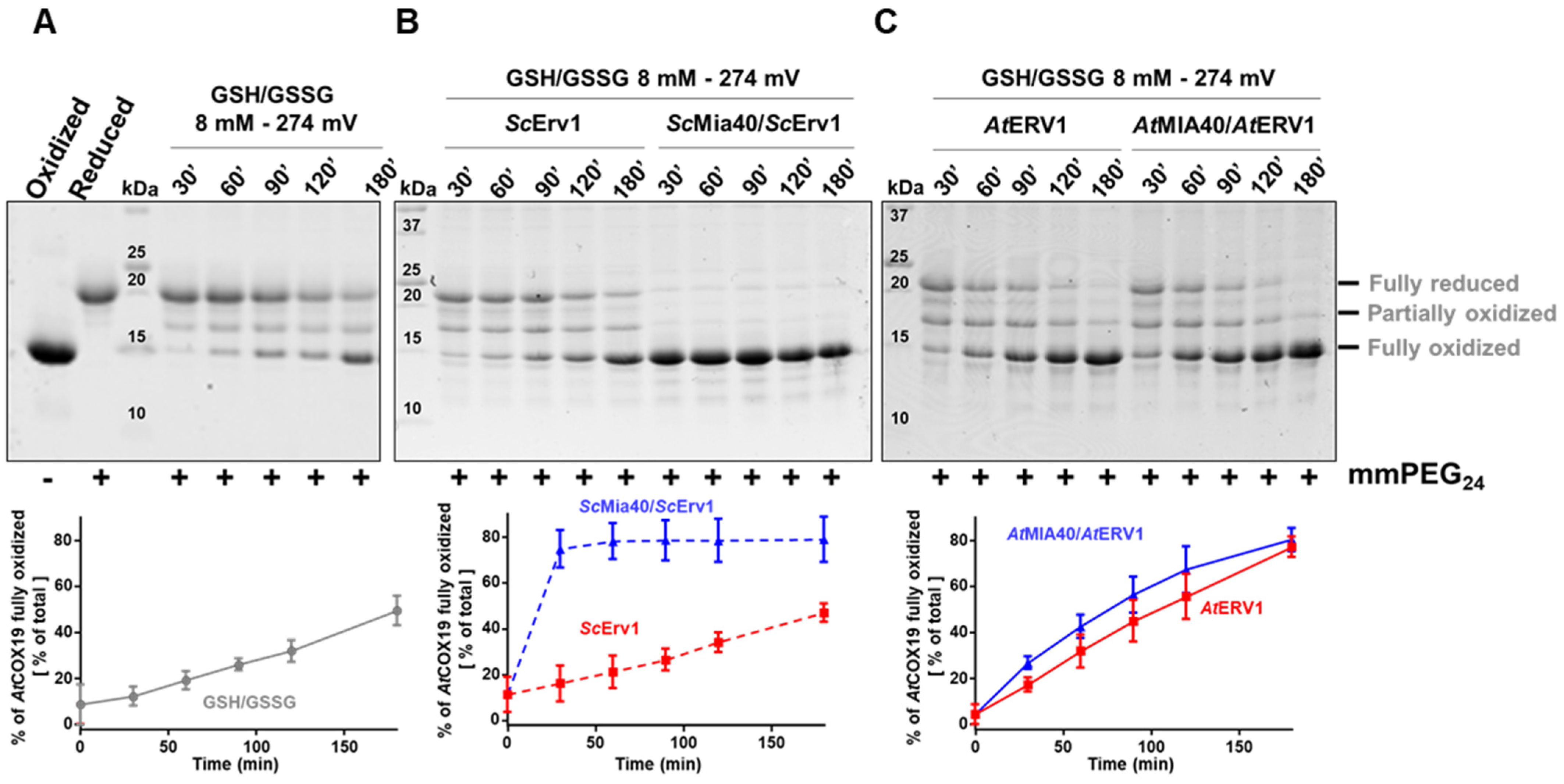 Antioxidants 12 01949 g002
