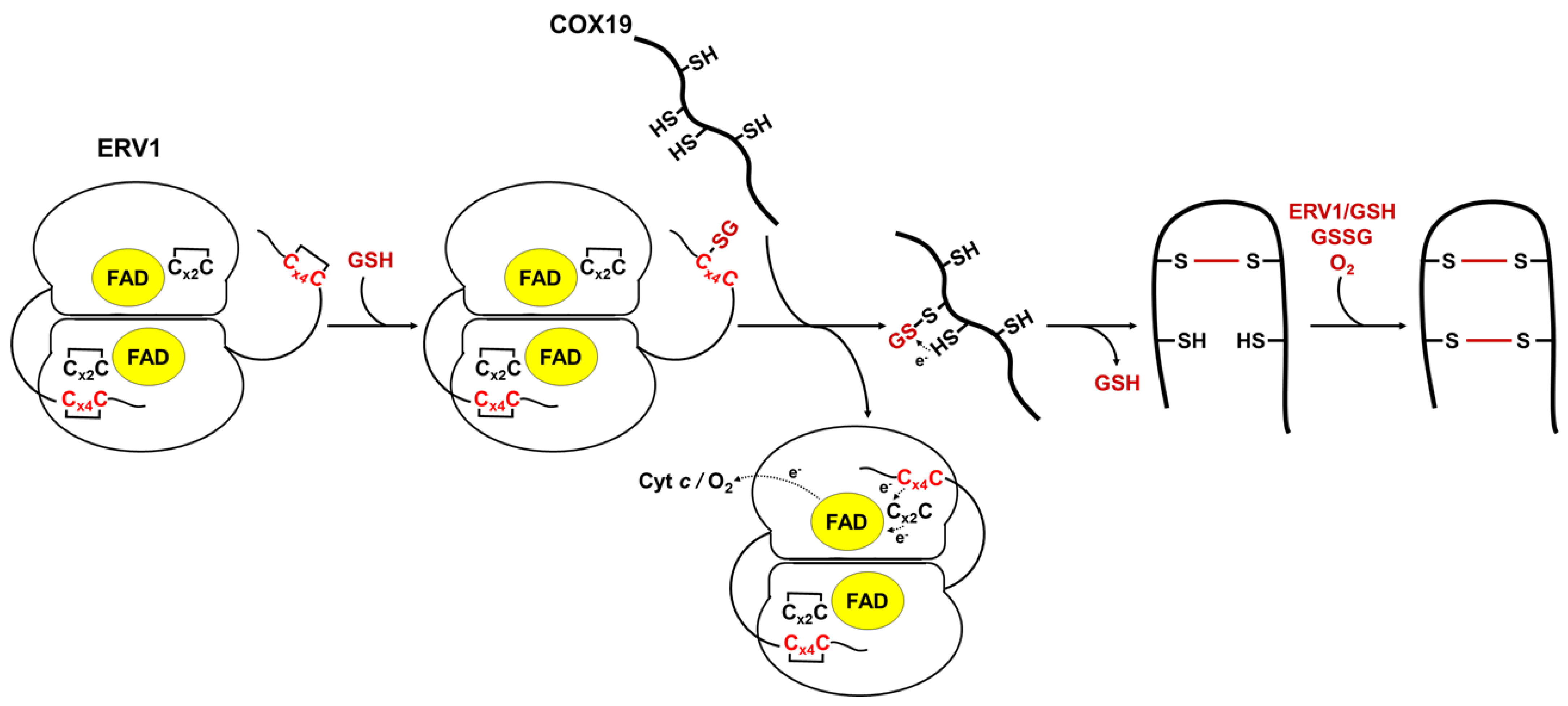 Antioxidants 12 01949 g005