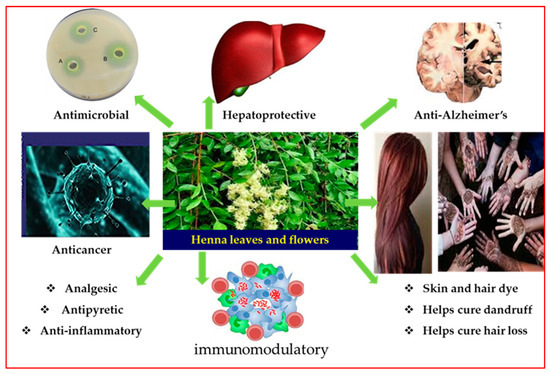 英語版　Tropical  WS2213_800x.webp?v=1716997271