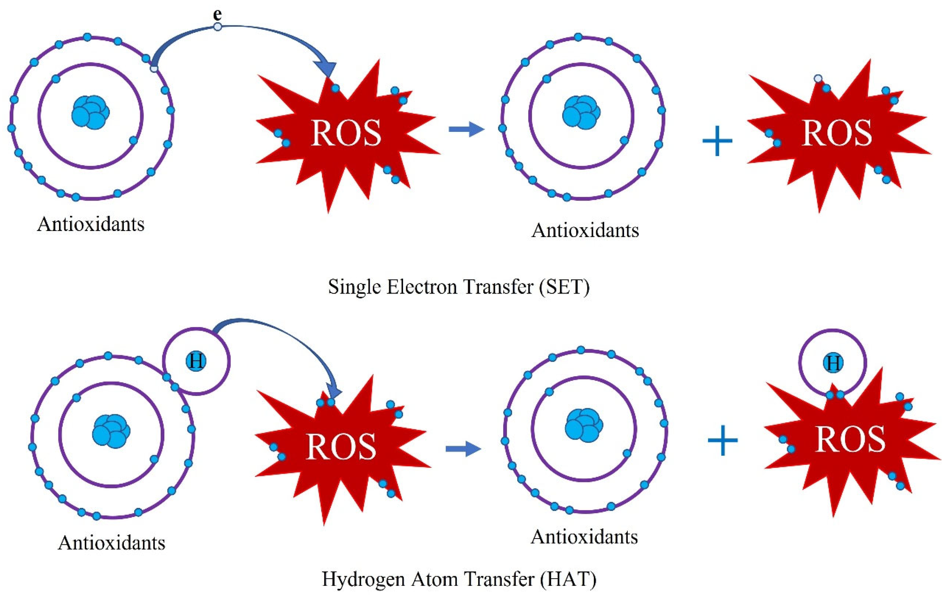 Antioxidants 12 01952 g001 Antioxidants 12 01952 g001