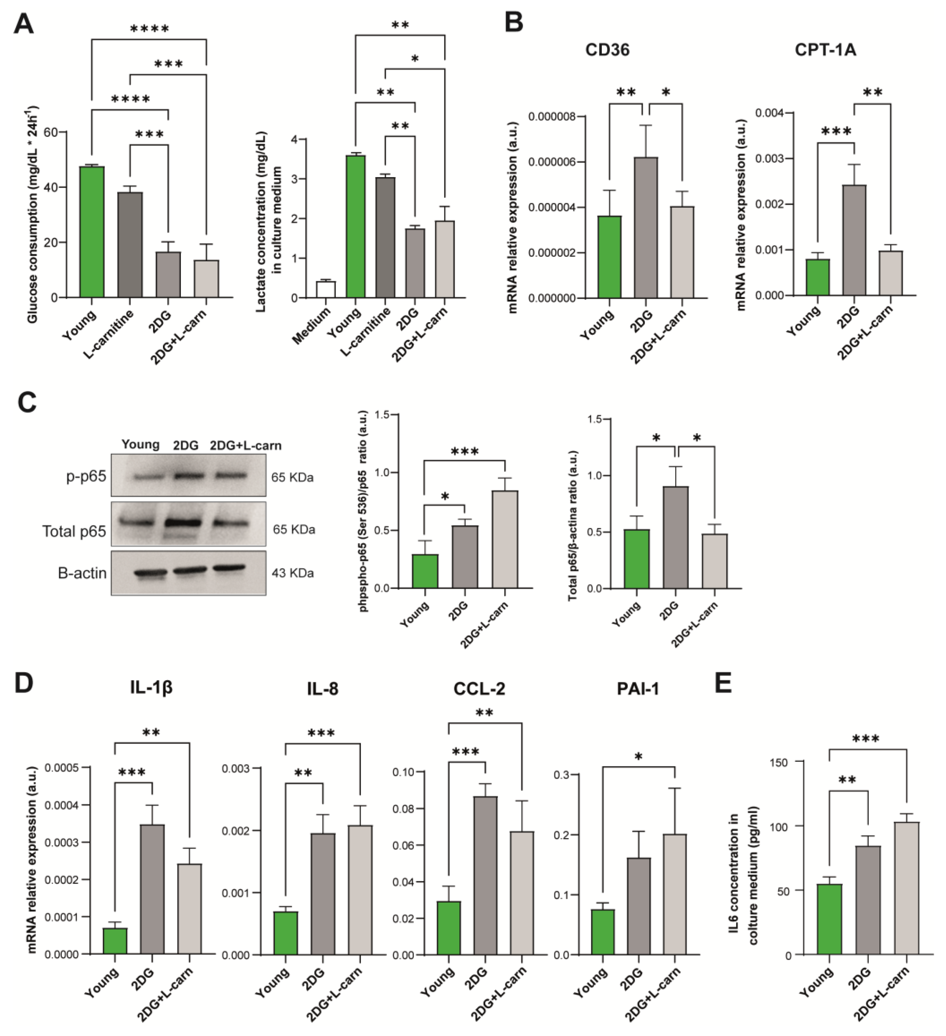 Antioxidants 12 01956 g004 Antioxidants 12 01956 g004