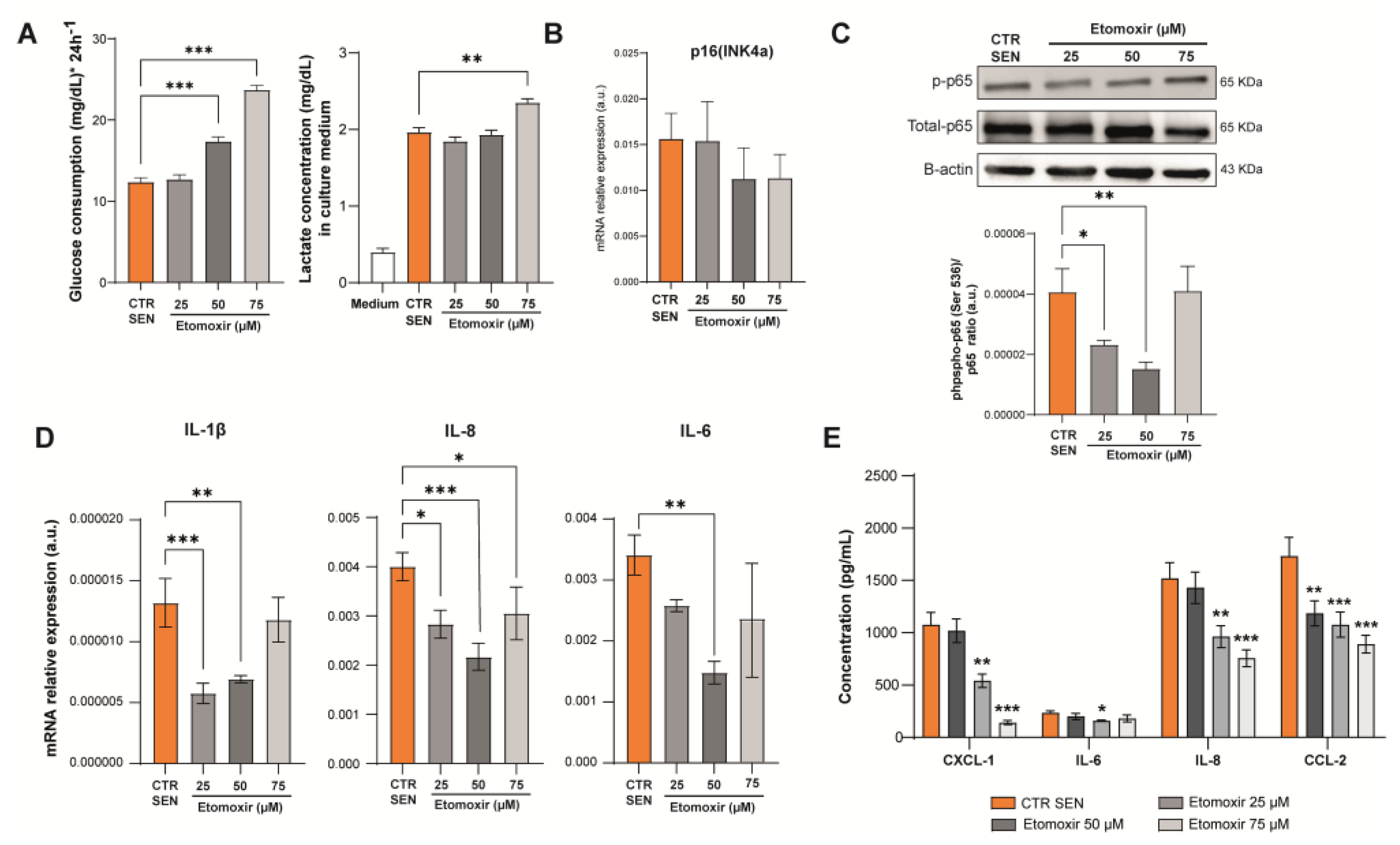 Antioxidants 12 01956 g005 Antioxidants 12 01956 g005