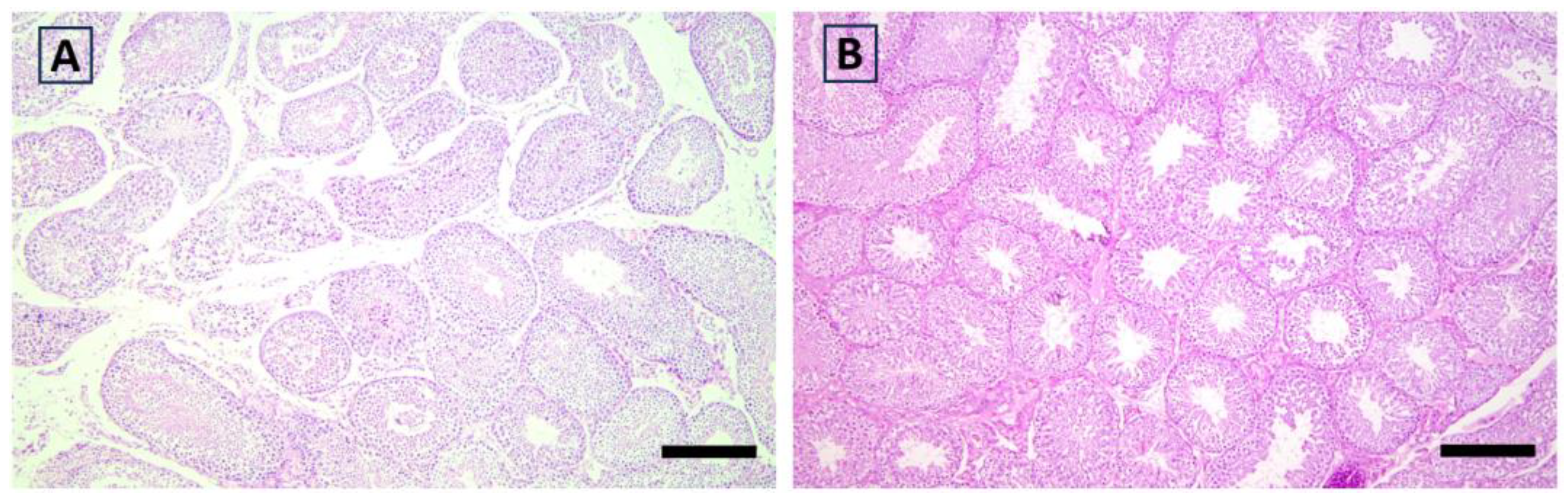 Antioxidants 12 01959 g004