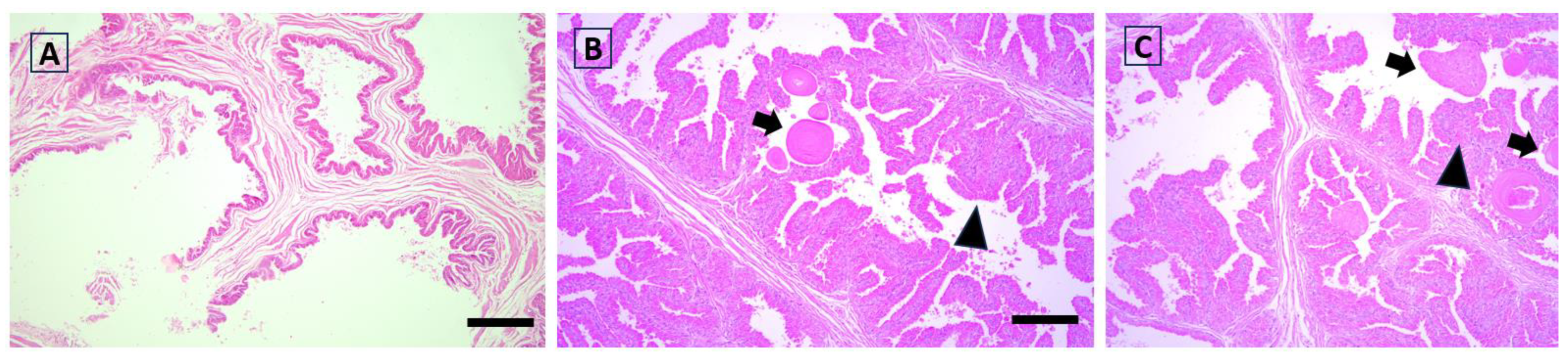Antioxidants 12 01959 g005