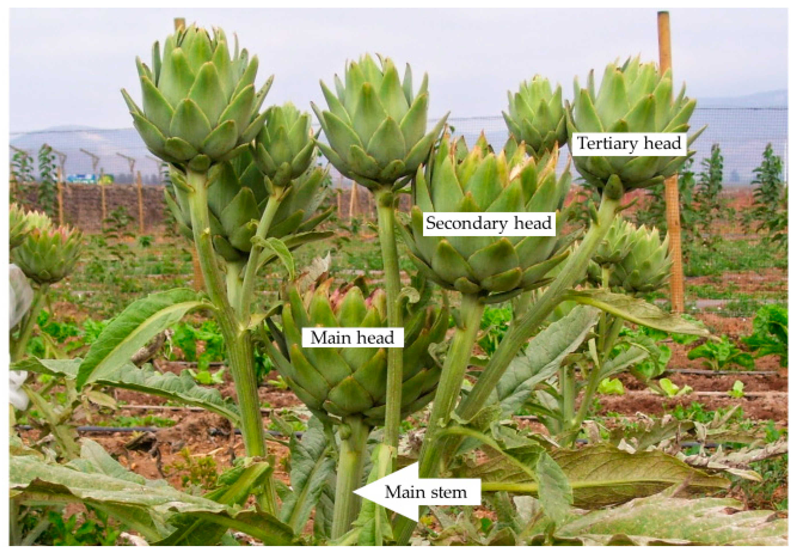 Antioxidants 12 01960 g001