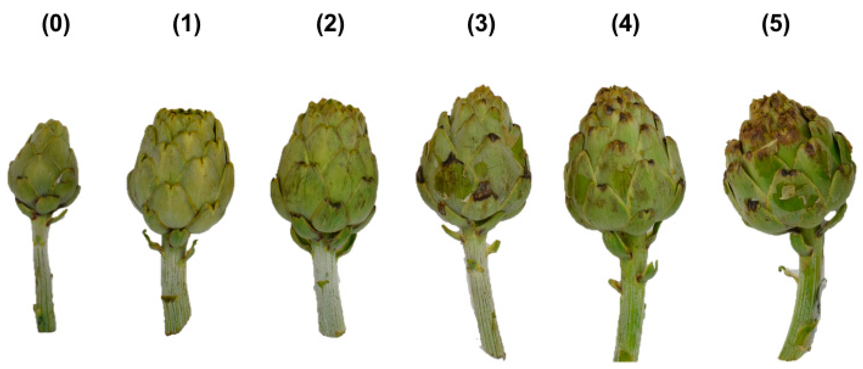 Antioxidants 12 01960 g002