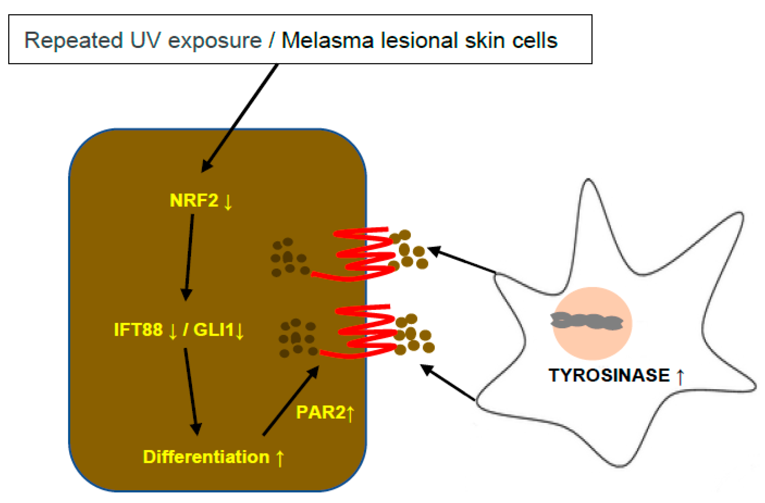 Antioxidants 12 01969 g005