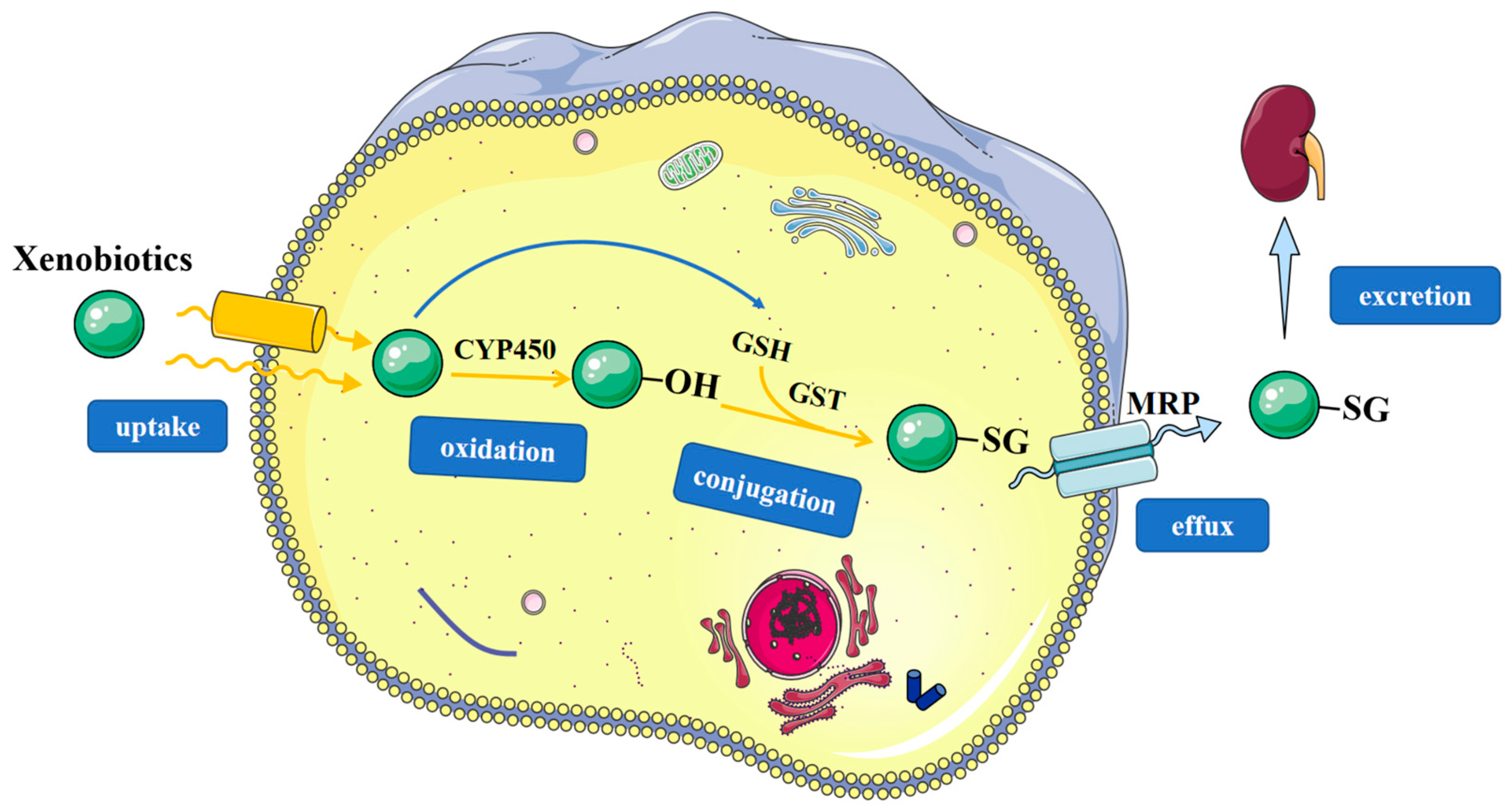 Antioxidants 12 01970 g002