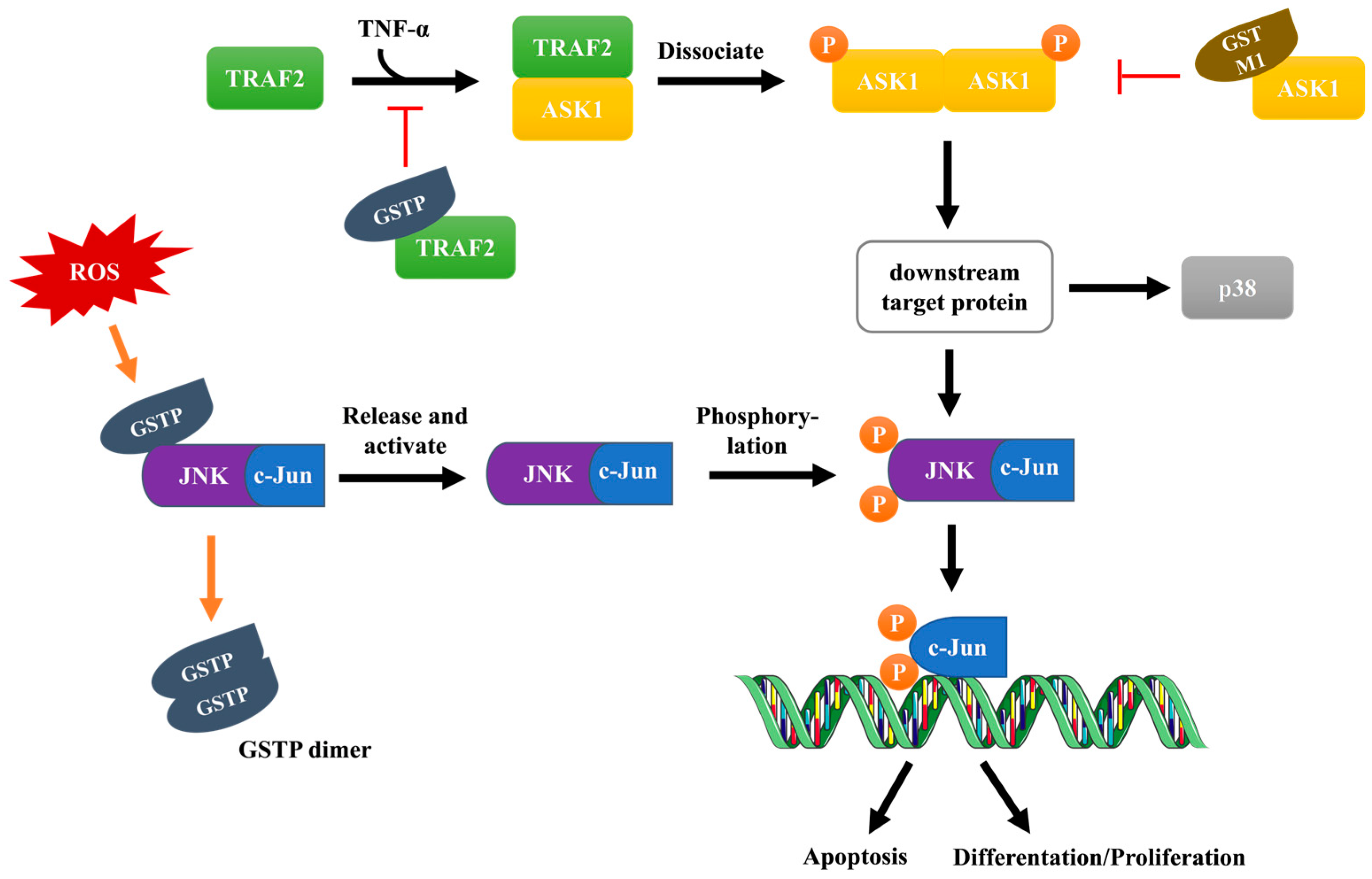 Antioxidants 12 01970 g005
