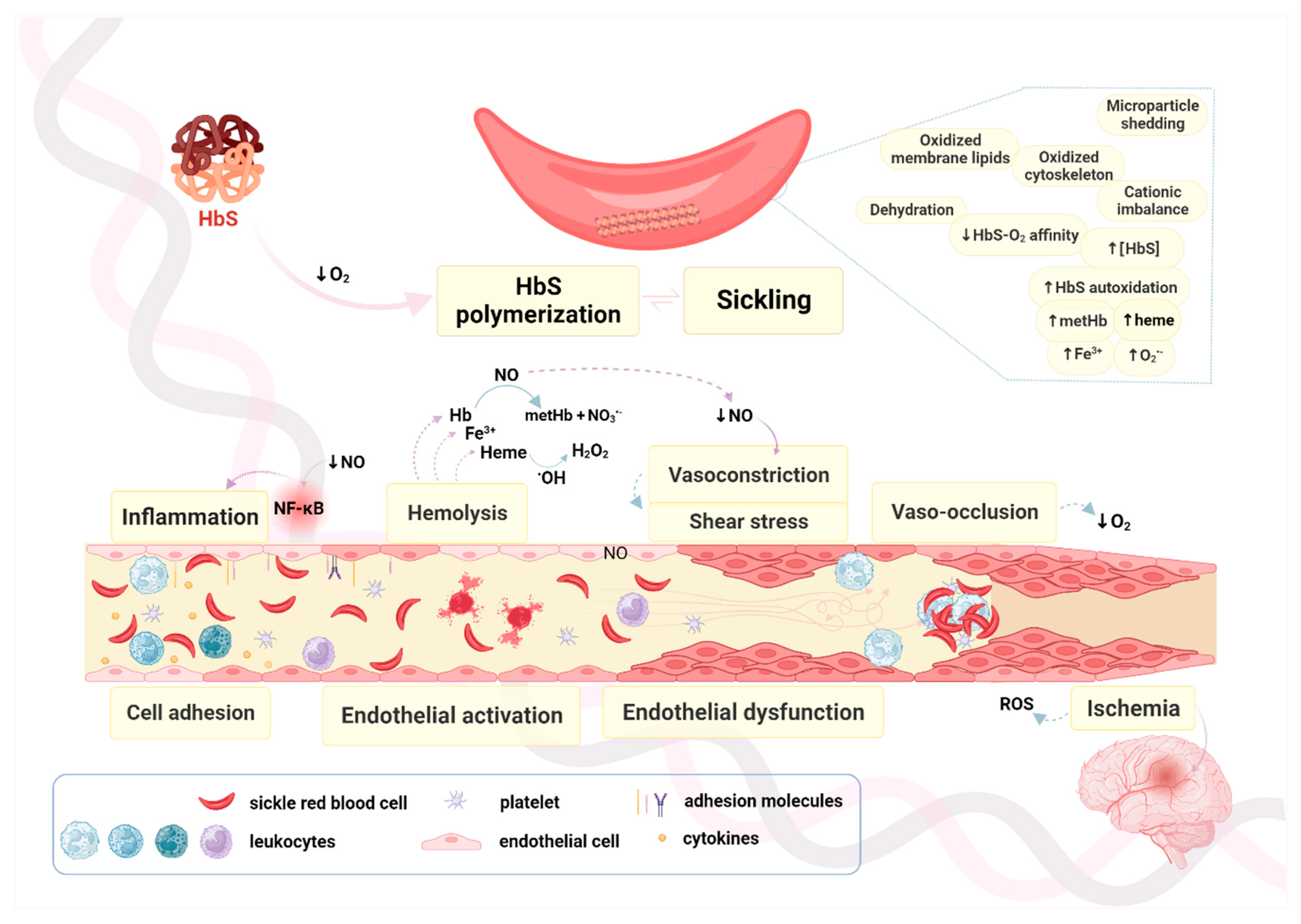 Antioxidants 12 01977 g003 Antioxidants 12 01977 g003