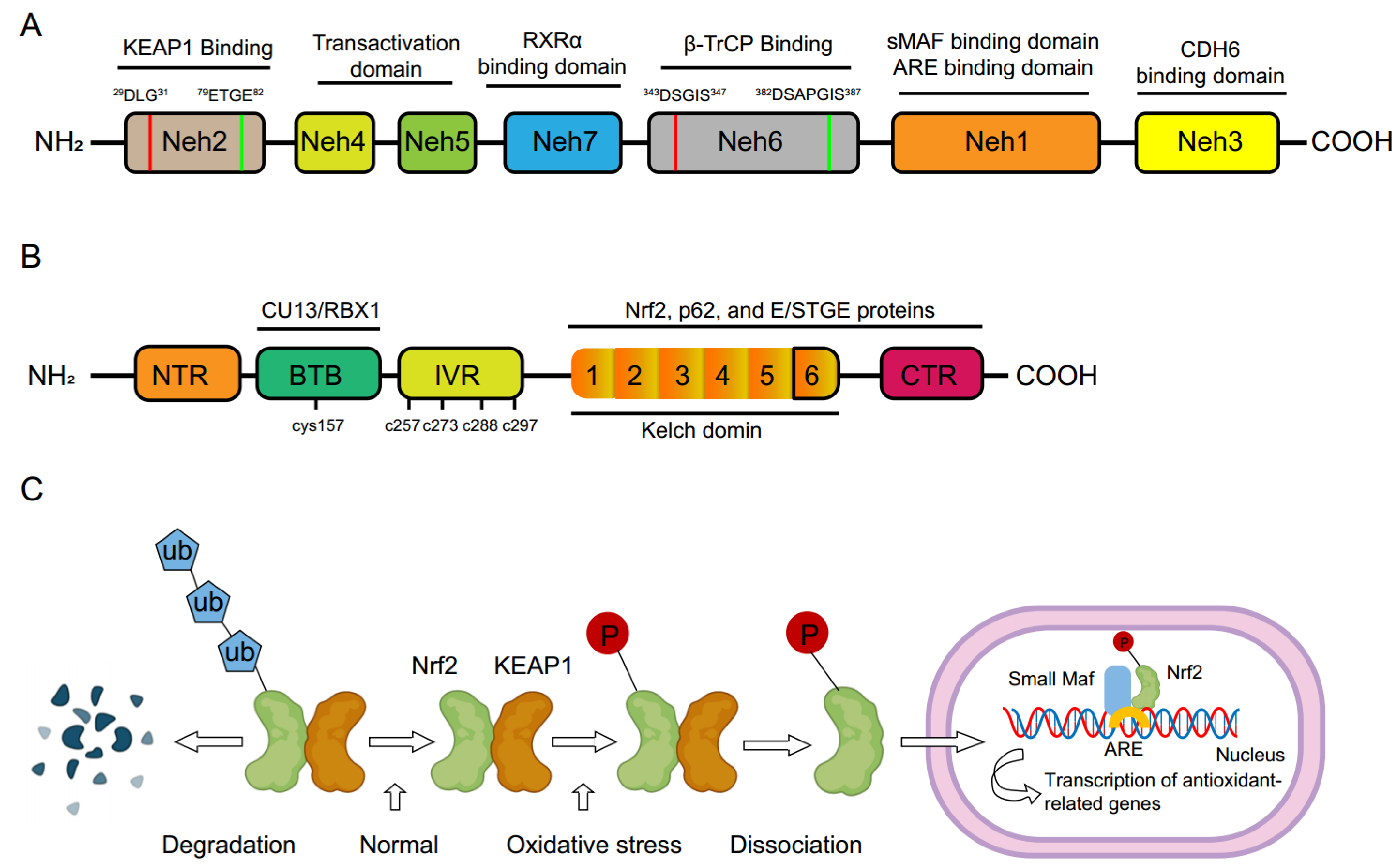 Antioxidants 12 01978 g001 Antioxidants 12 01978 g001