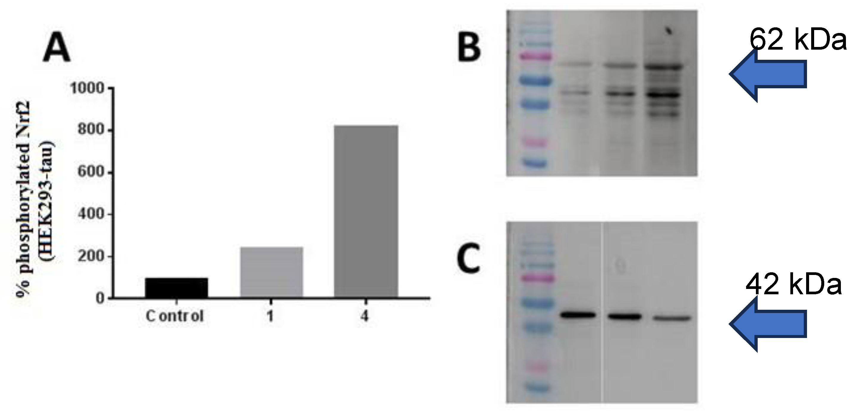 Antioxidants 12 01980 g007