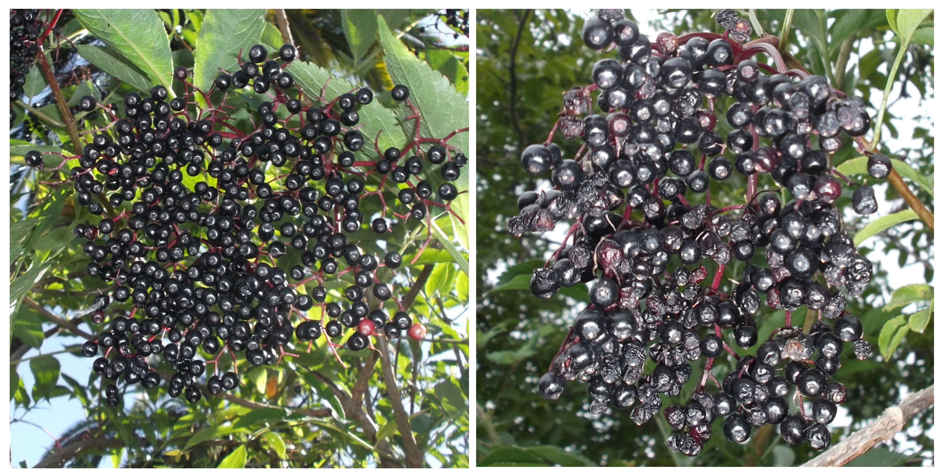 Antioxidants 12 01986 g001