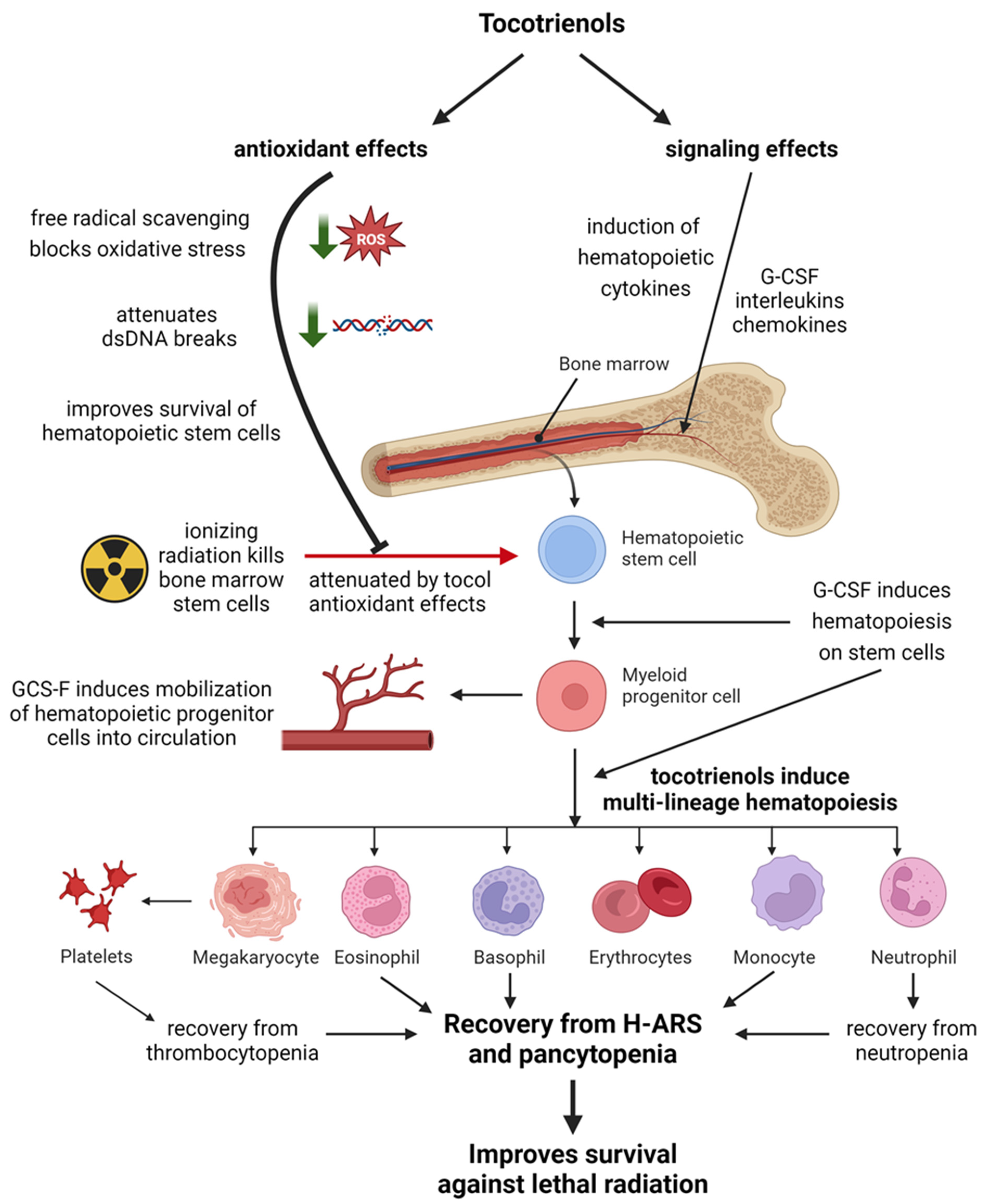 Antioxidants 12 01987 g003 Antioxidants 12 01987 g003