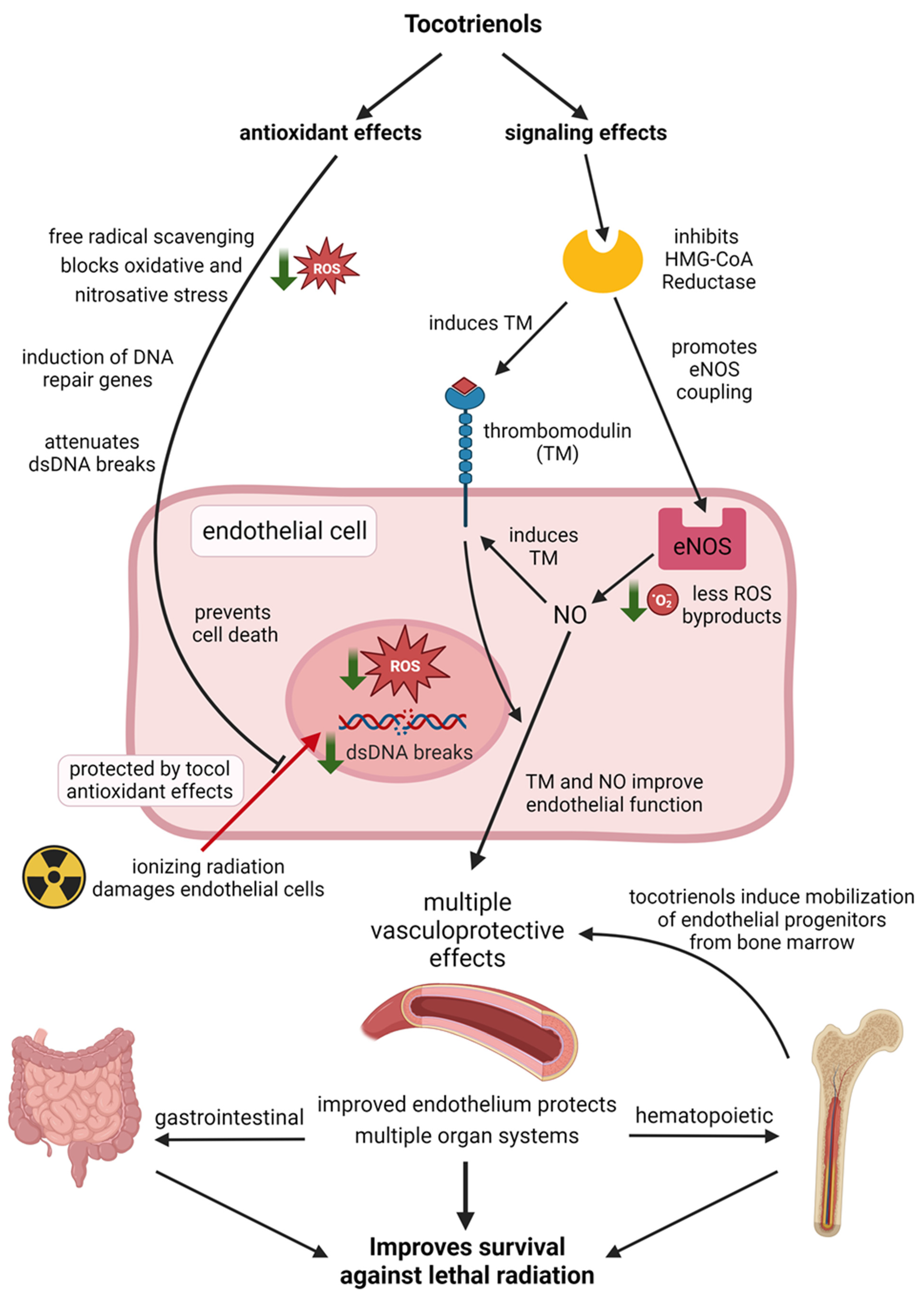 Antioxidants 12 01987 g004 Antioxidants 12 01987 g004