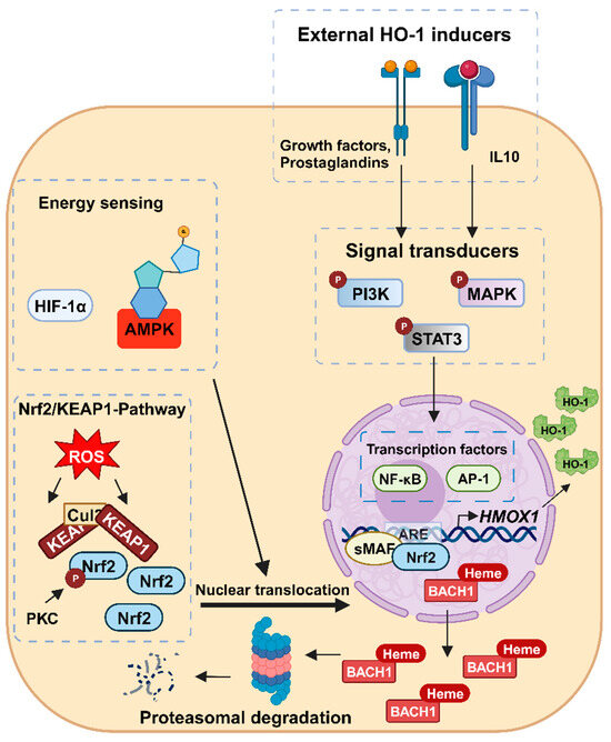 Heme Oxygenase-1 and Its Role in Colorectal Cancer