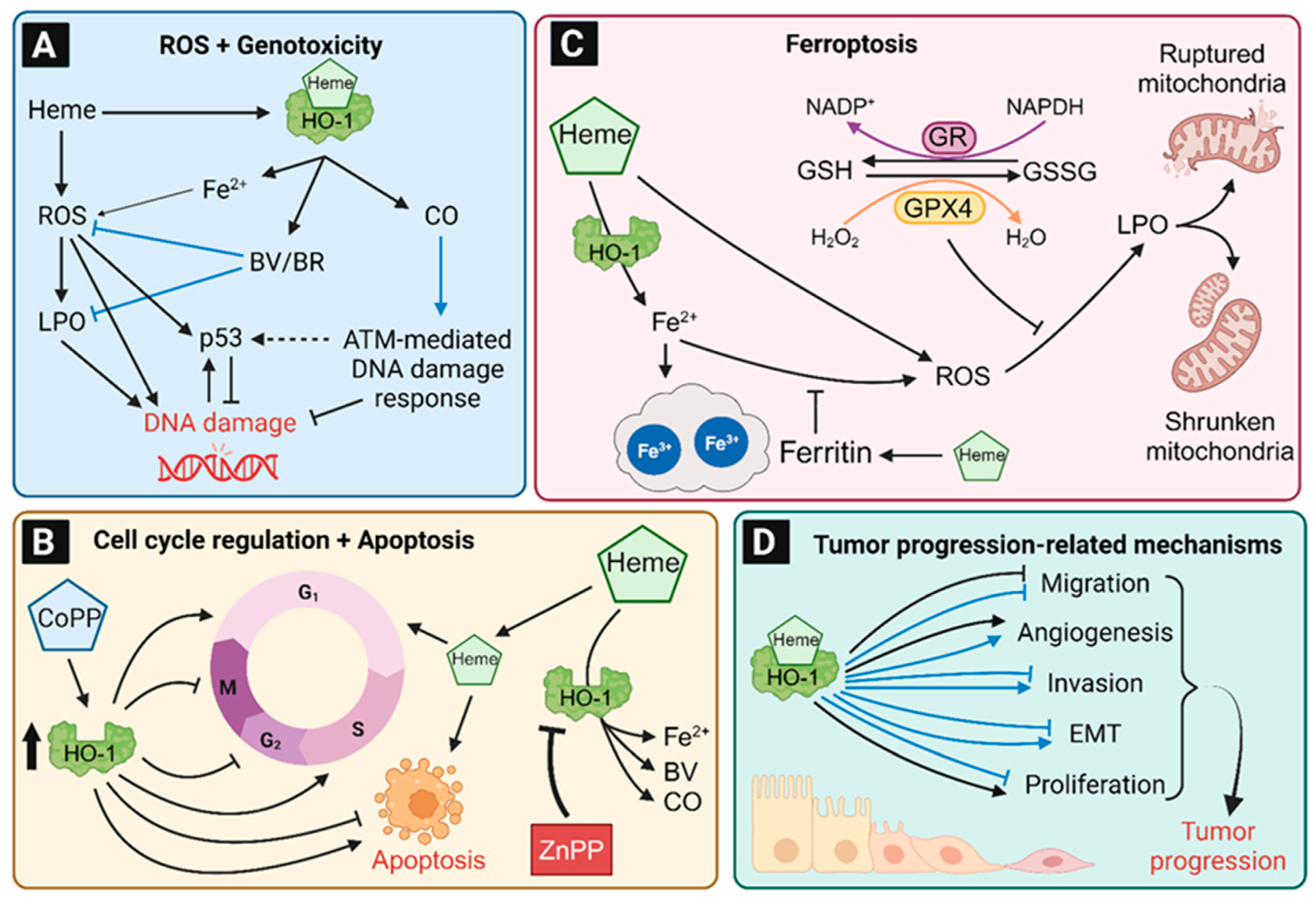 Antioxidants 12 01989 g007 Antioxidants 12 01989 g007
