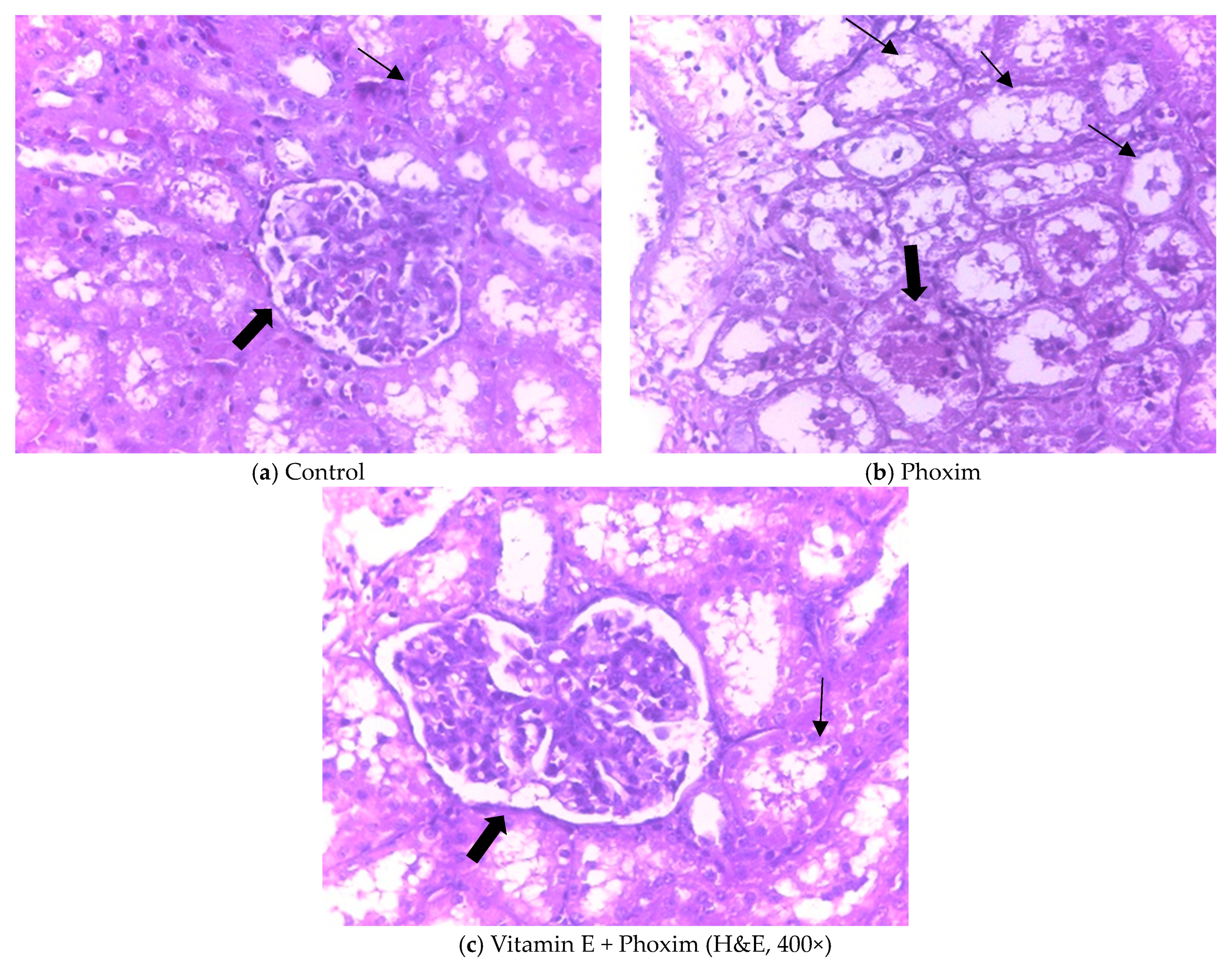 Antioxidants 12 02000 g001