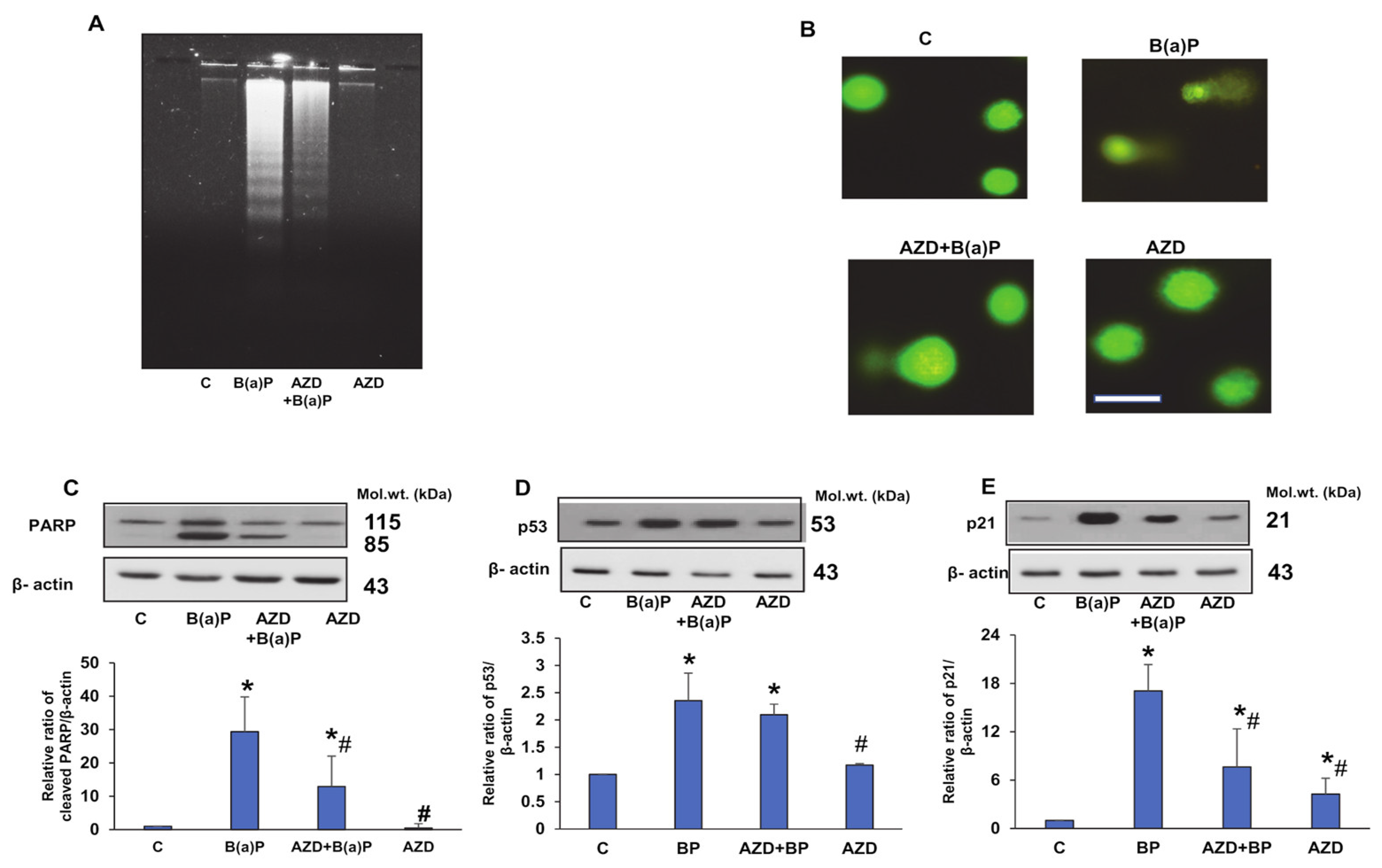 Antioxidants 12 02001 g002 Antioxidants 12 02001 g002