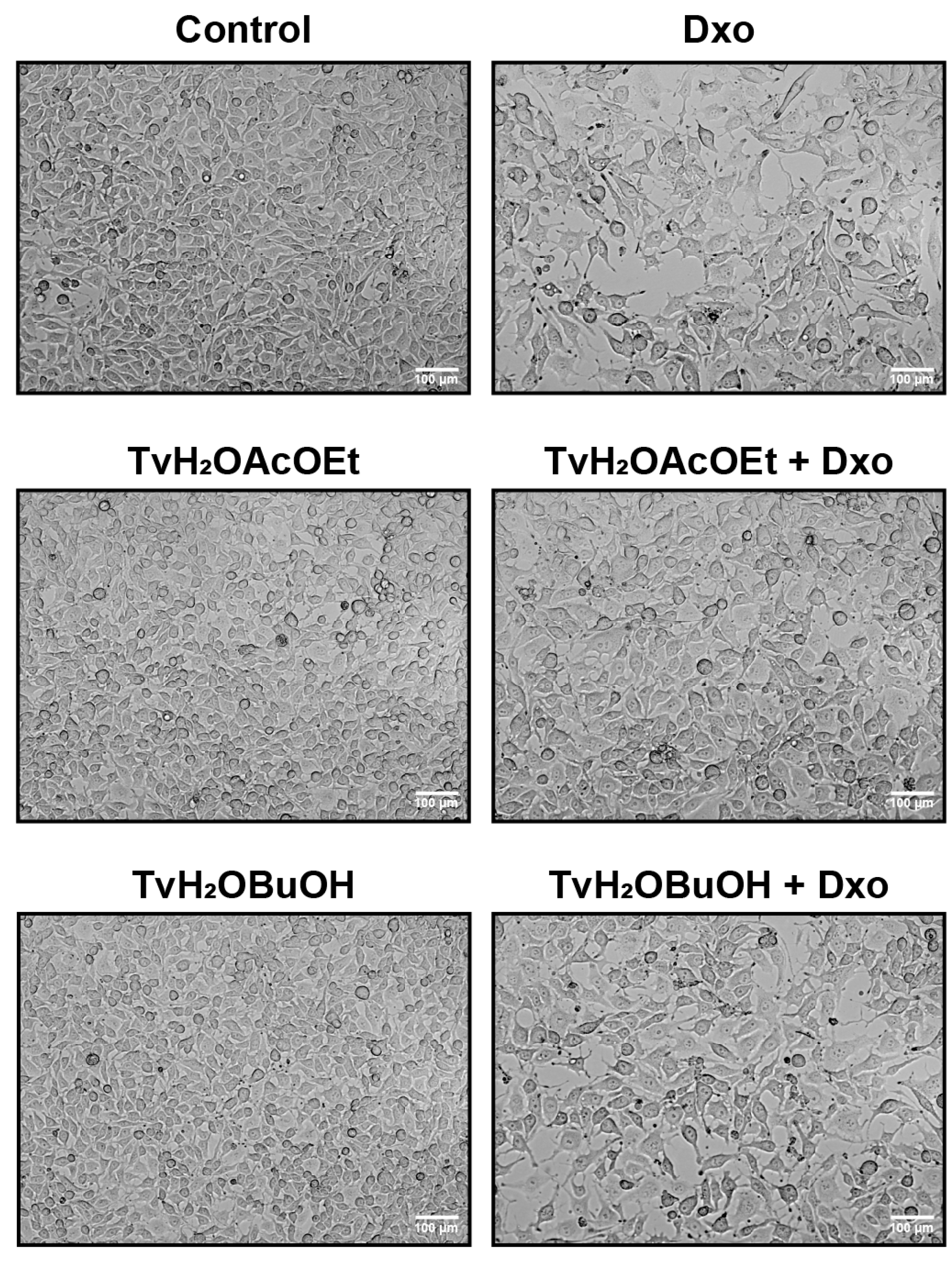 Antioxidants 12 02003 g006 Antioxidants 12 02003 g006