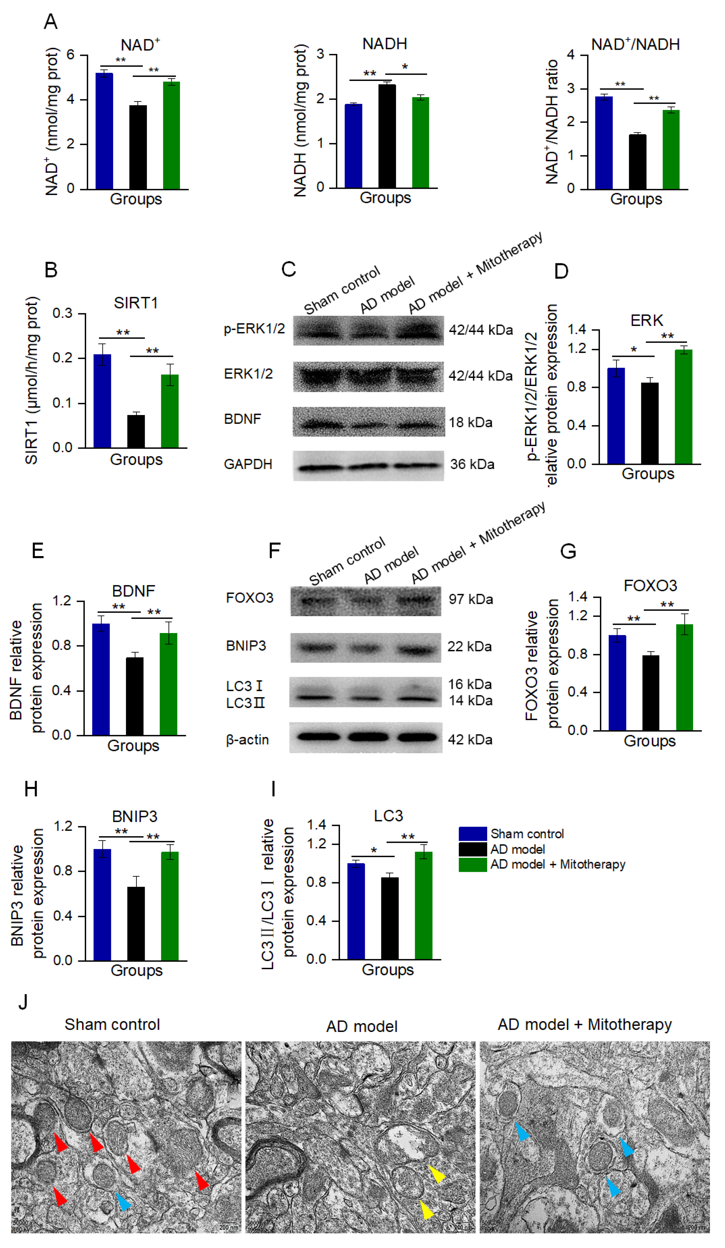 Antioxidants 12 02006 g008