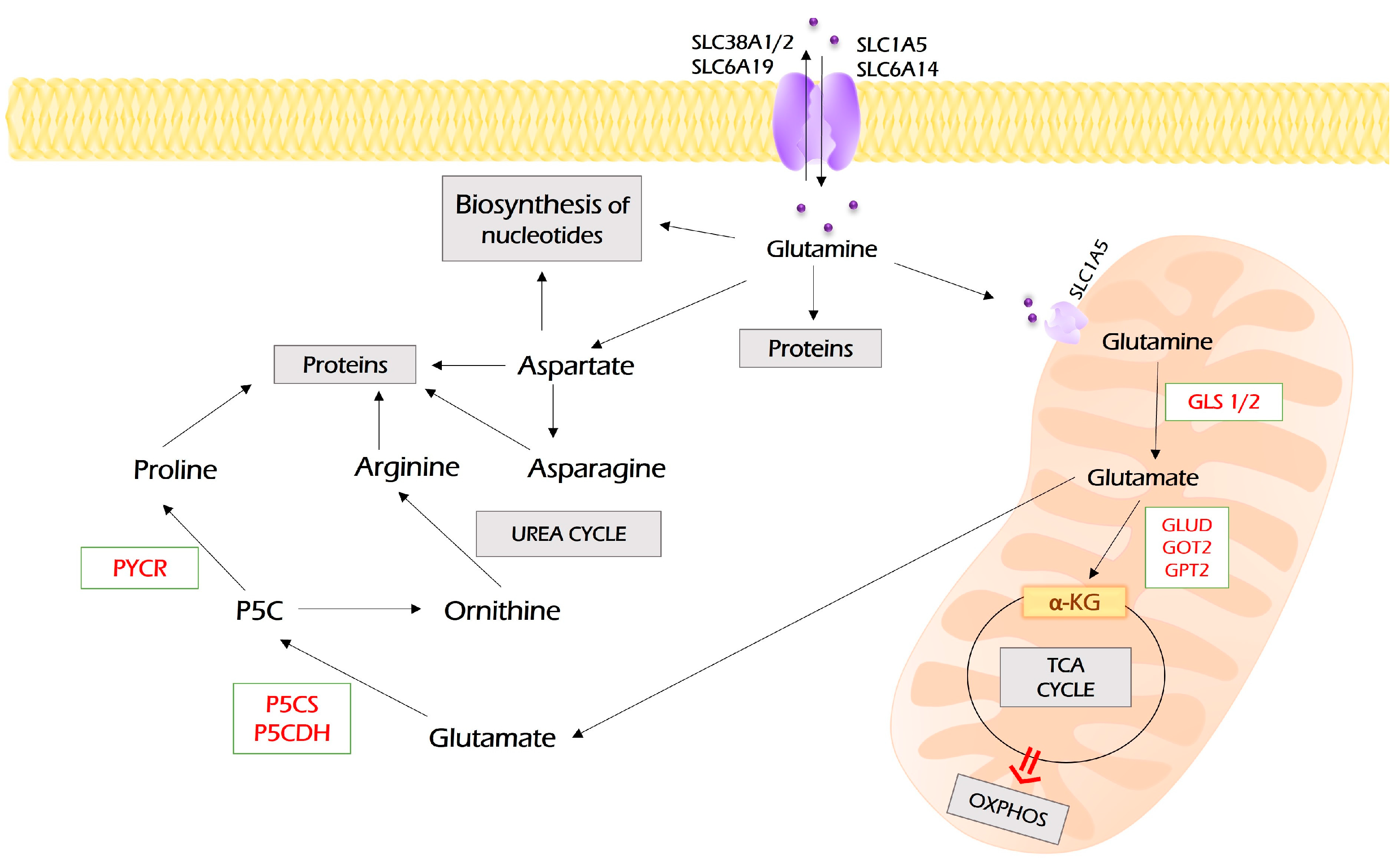 Antioxidants 12 02012 g004