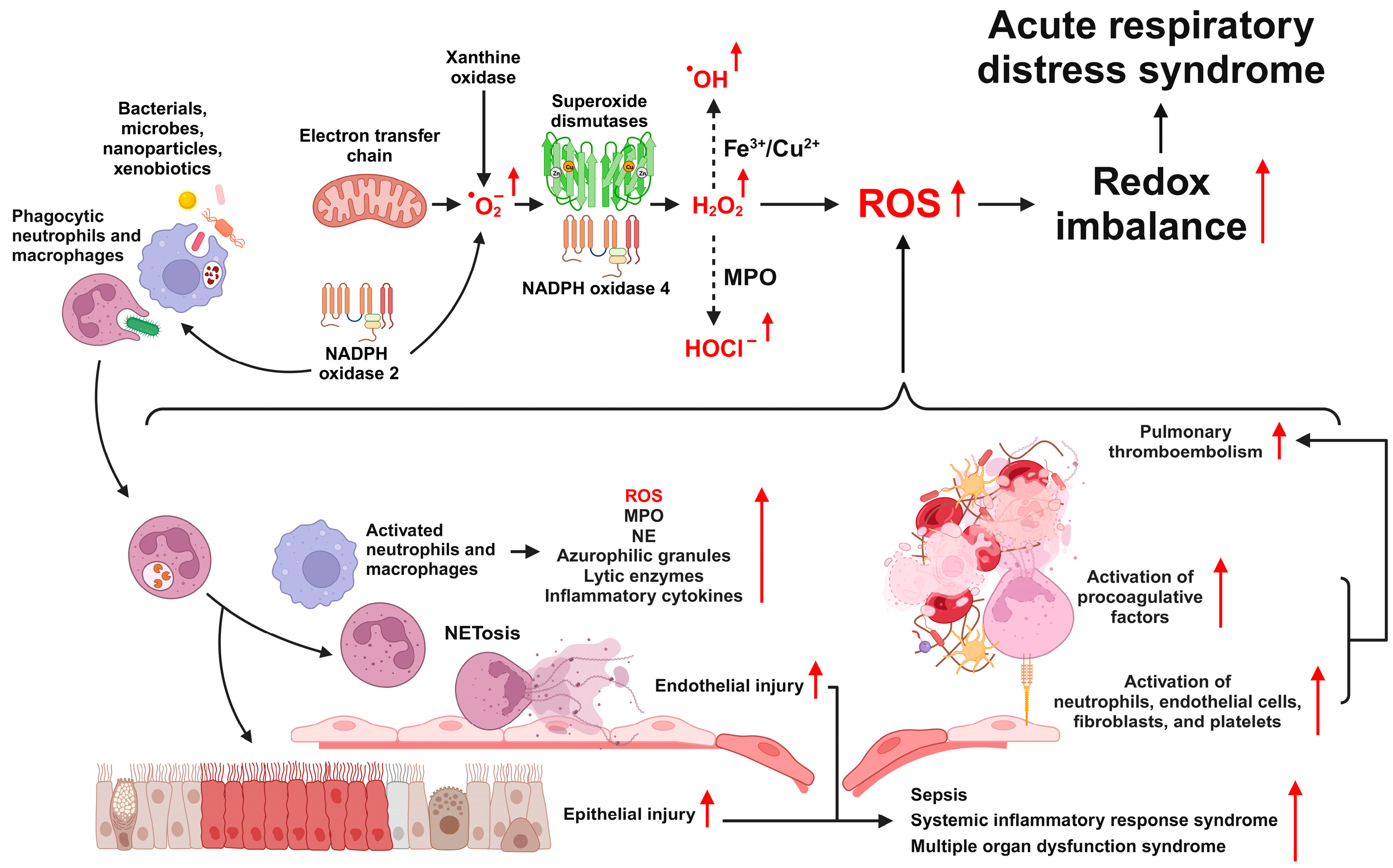 Antioxidants 12 02016 g001 Antioxidants 12 02016 g001
