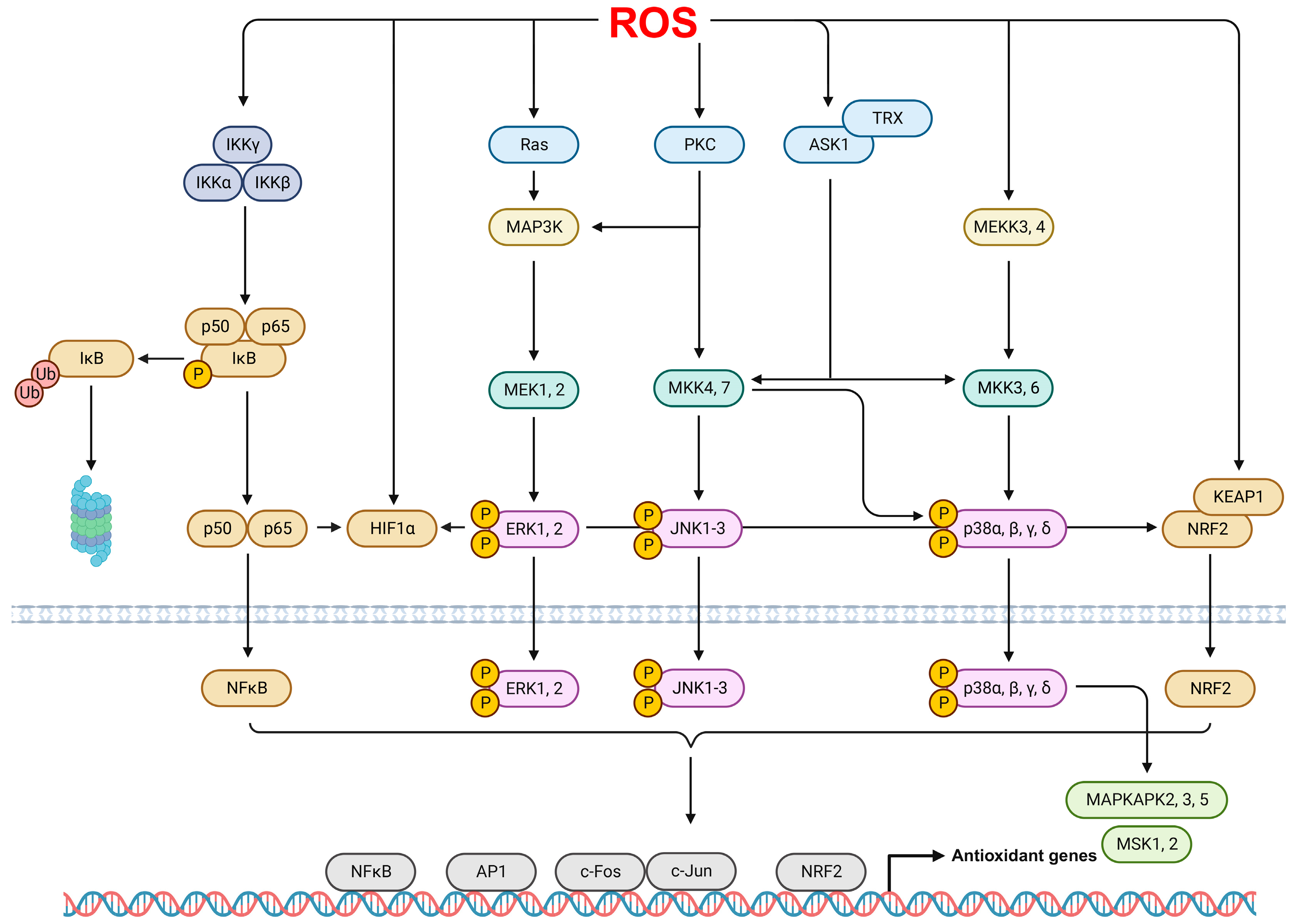 Antioxidants 12 02016 g002 Antioxidants 12 02016 g002