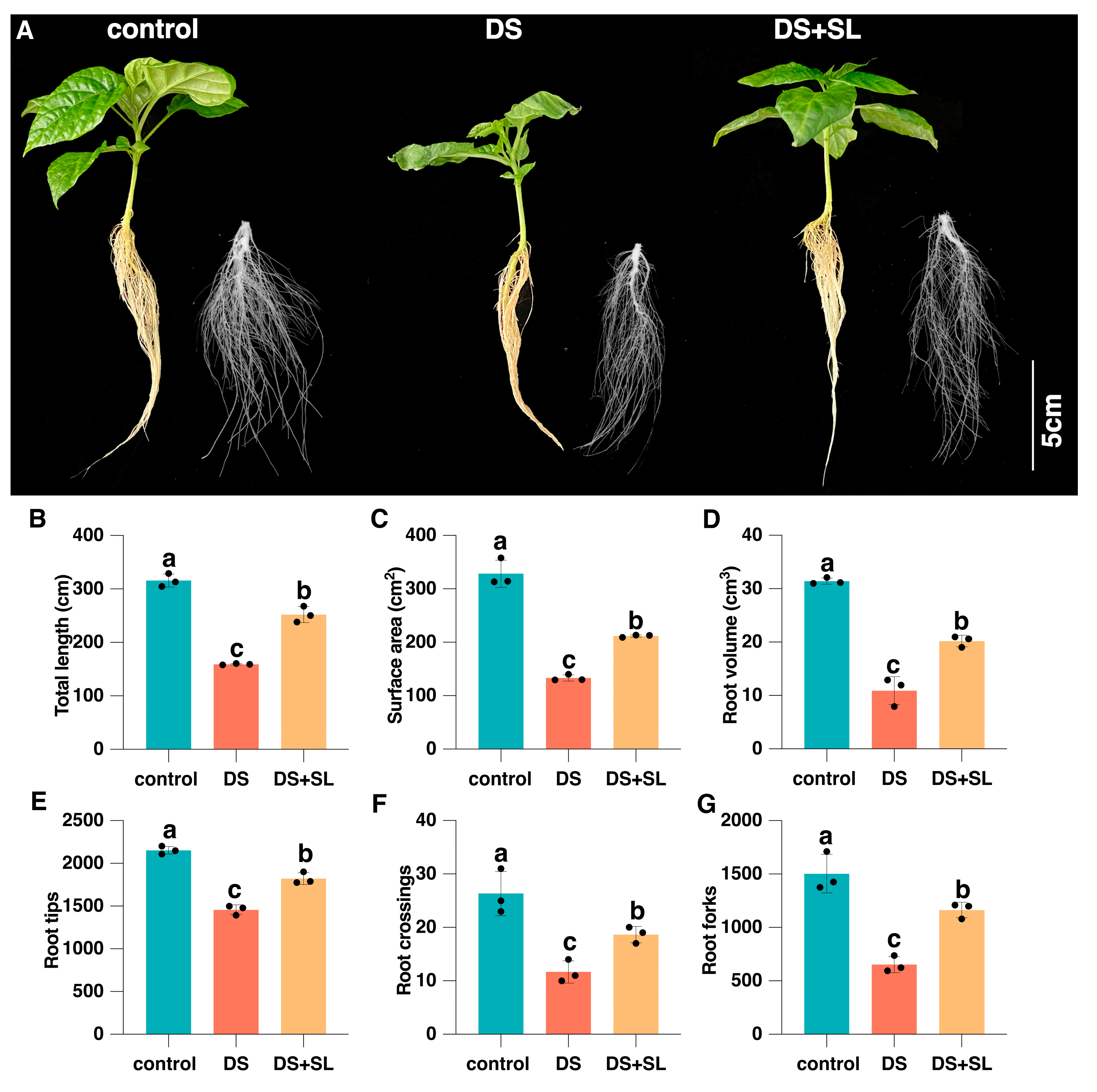 Antioxidants 12 02019 g001