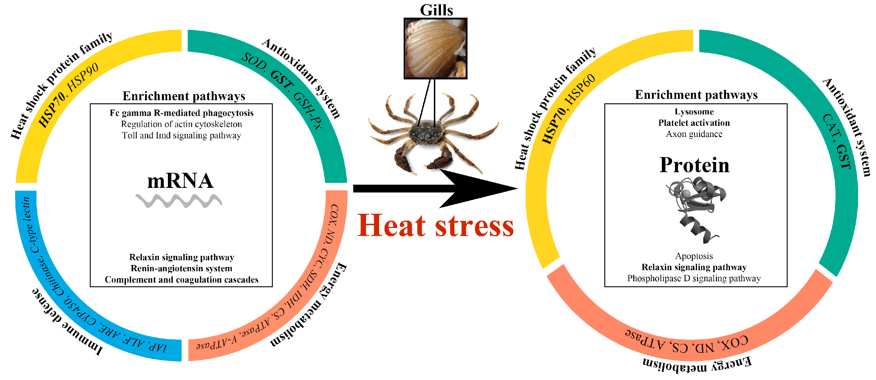 Antioxidants 12 02020 g007