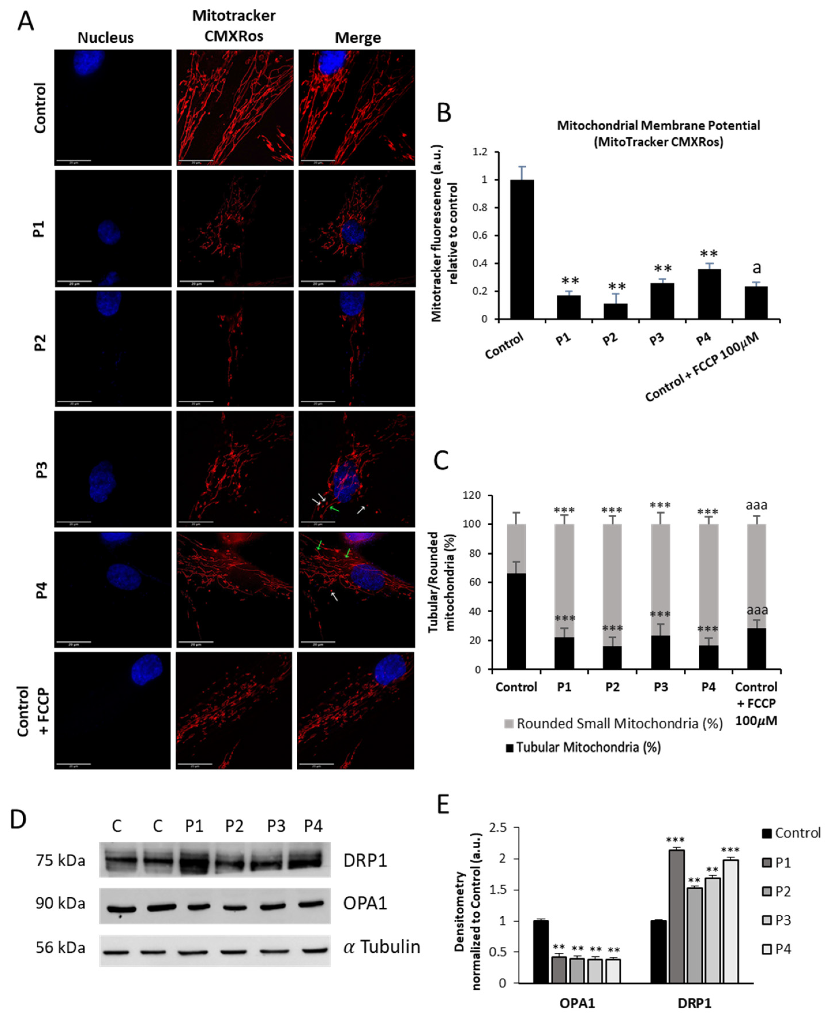 Antioxidants 12 02023 g008 Antioxidants 12 02023 g008