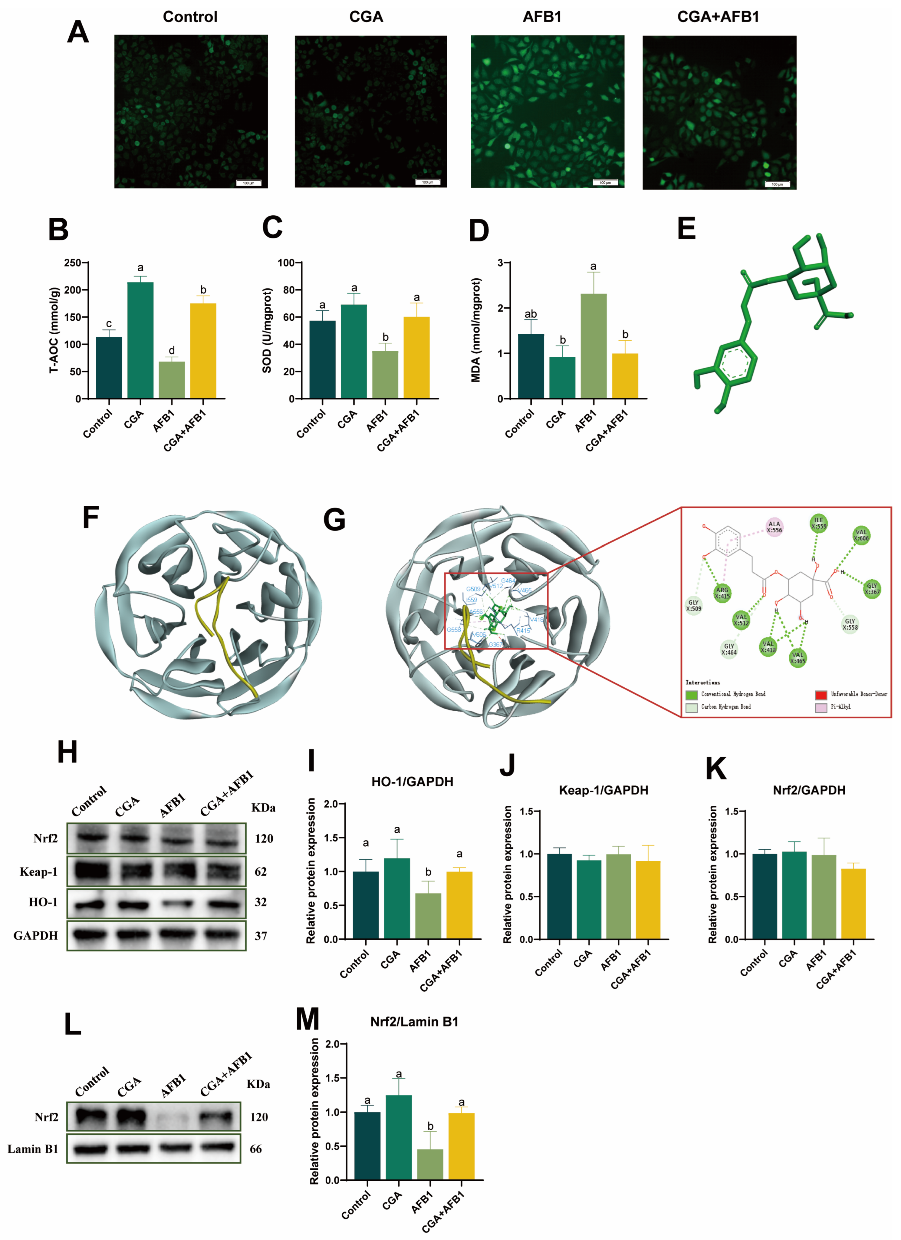 Antioxidants 12 02027 g003