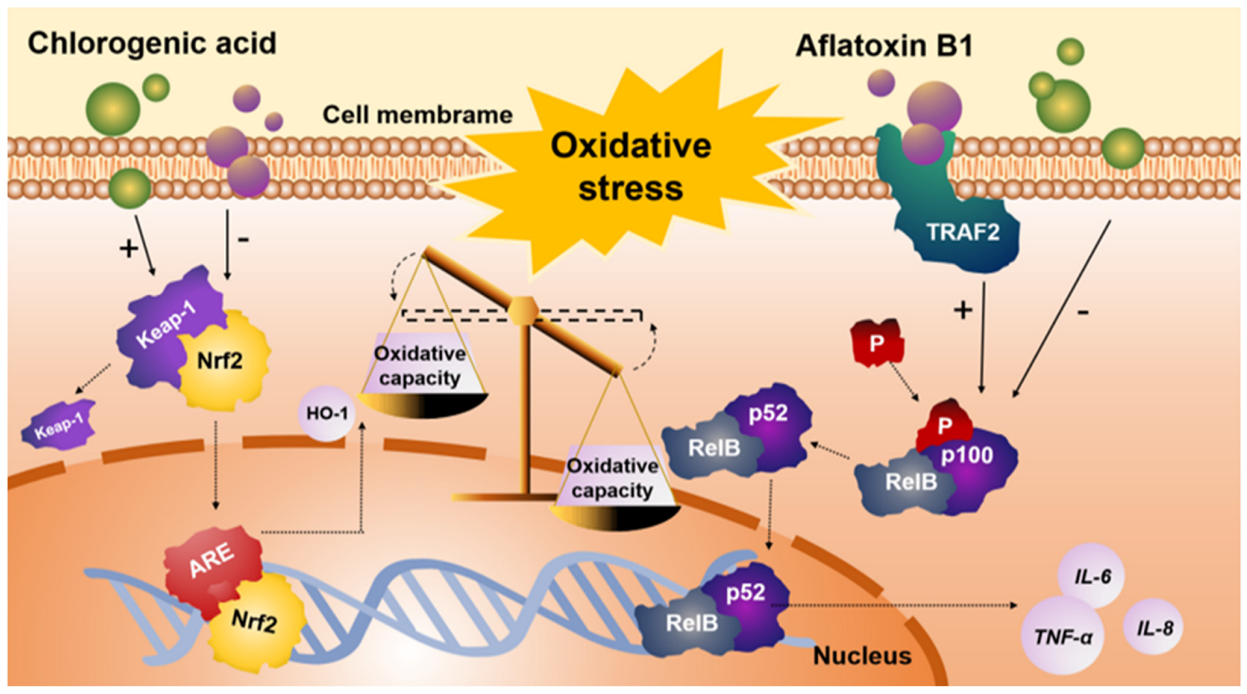 Antioxidants 12 02027 g006