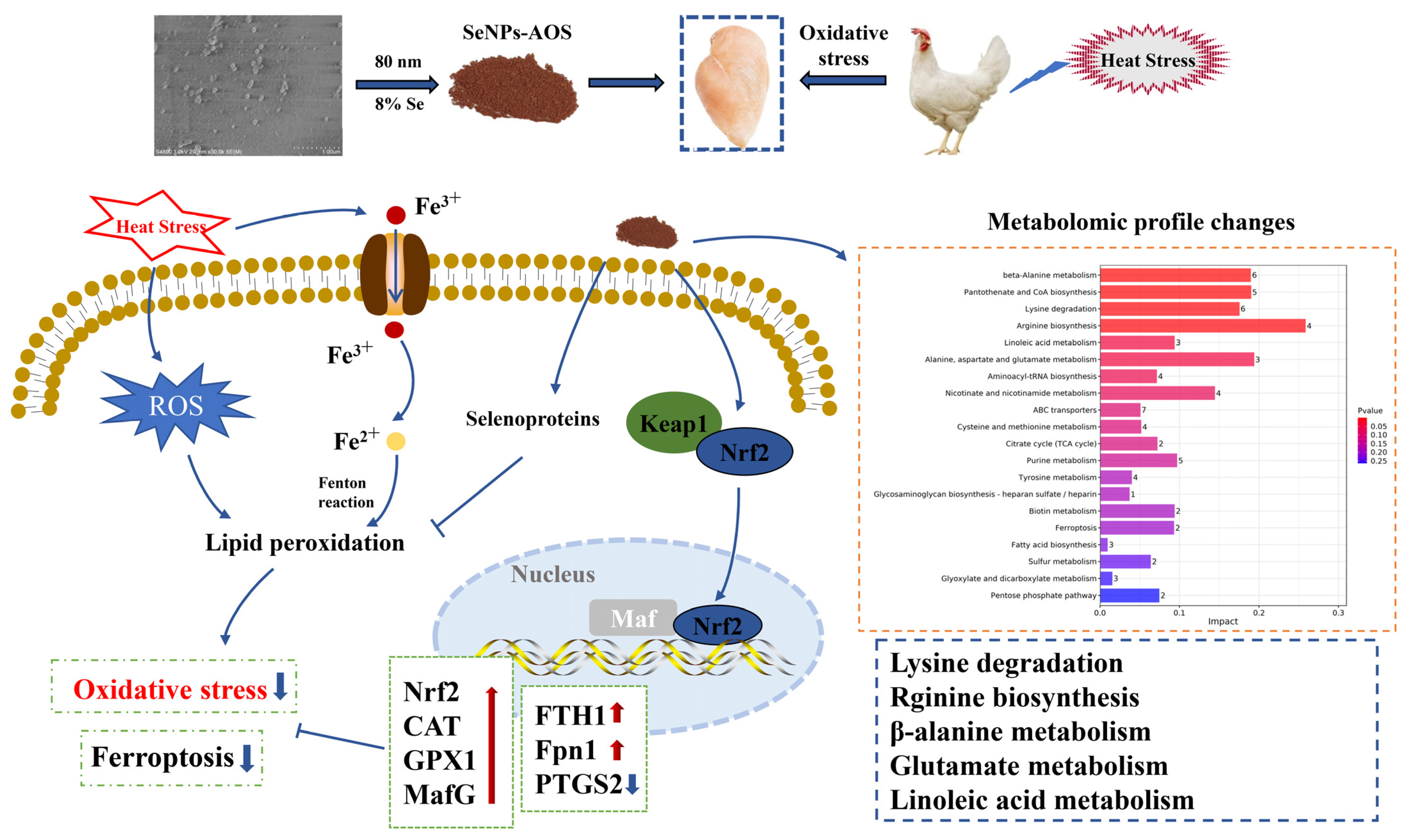 Antioxidants 12 02032 g005 Antioxidants 12 02032 g005
