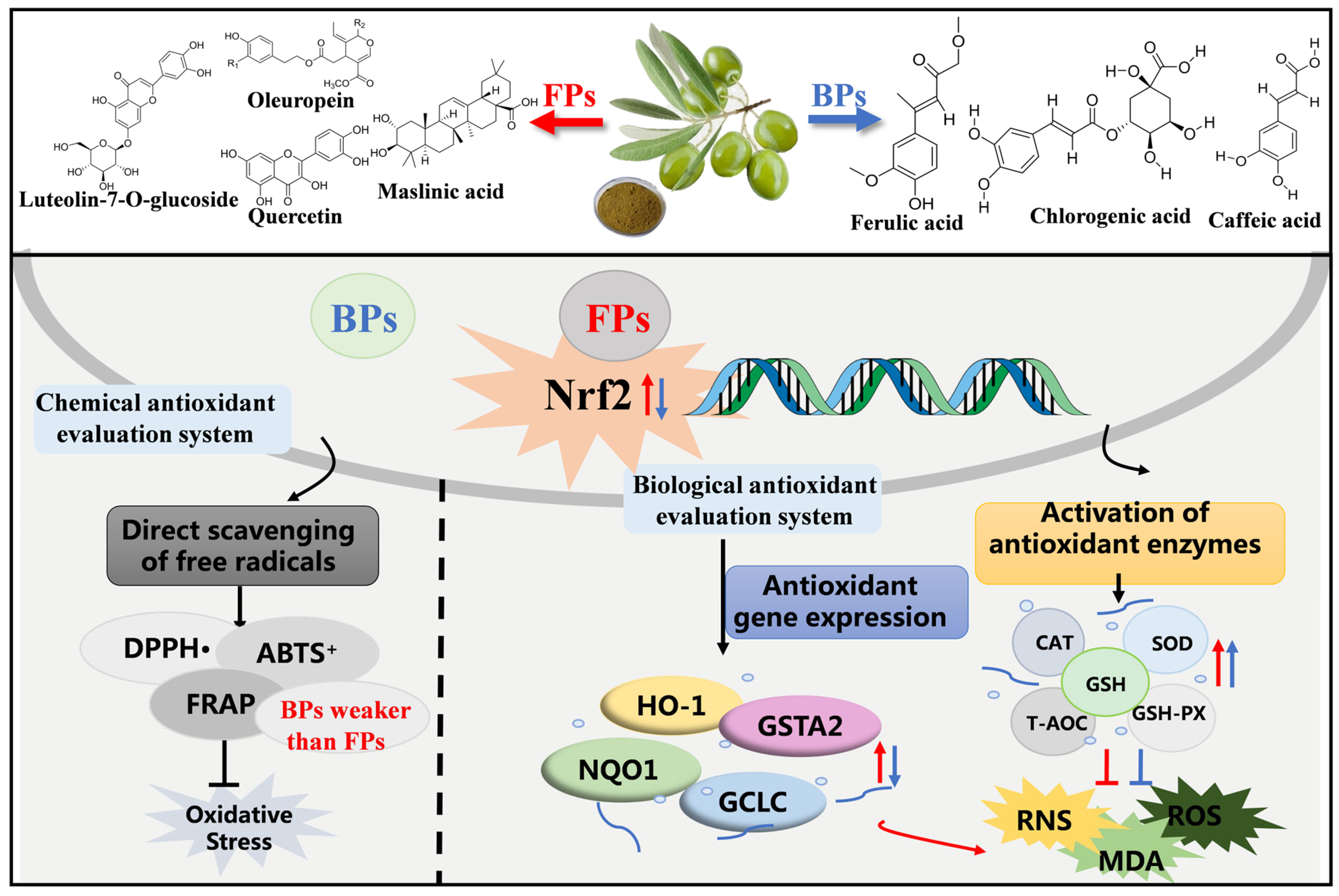 Antioxidants 12 02033 g007