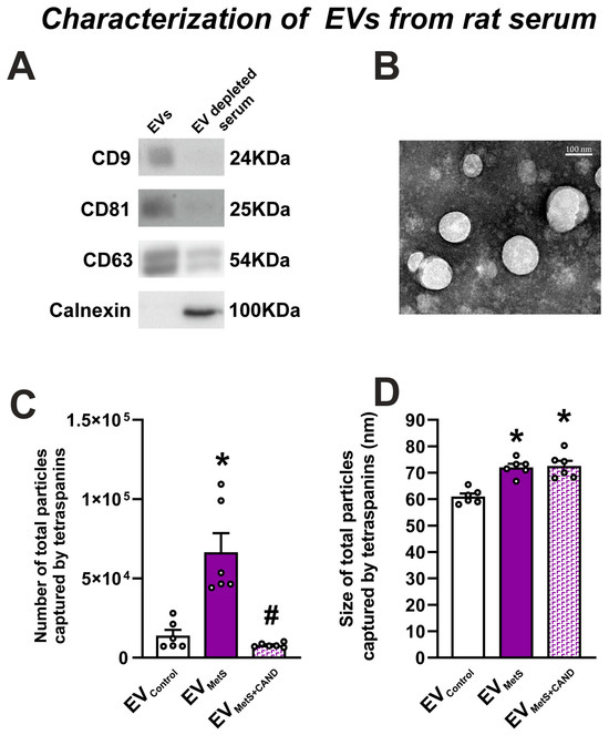 Extracellular Vesicles and Their Renin–Angiotensin Cargo as