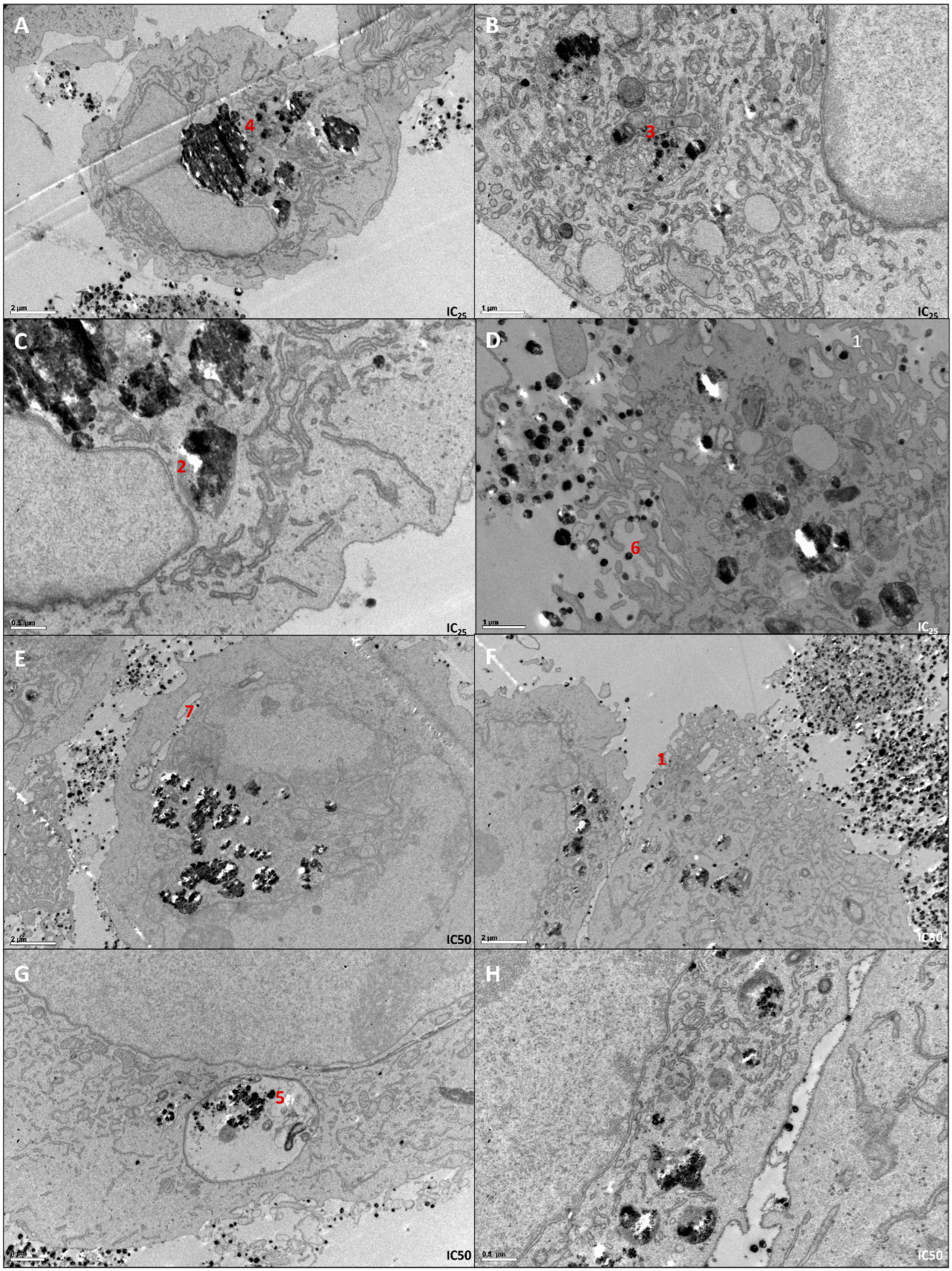 Antioxidants 12 02051 g002