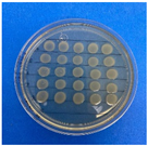 Antioxidants 12 02057 i004