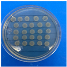 Antioxidants 12 02057 i006