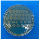 Antioxidants 12 02057 i008