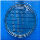 Antioxidants 12 02057 i009