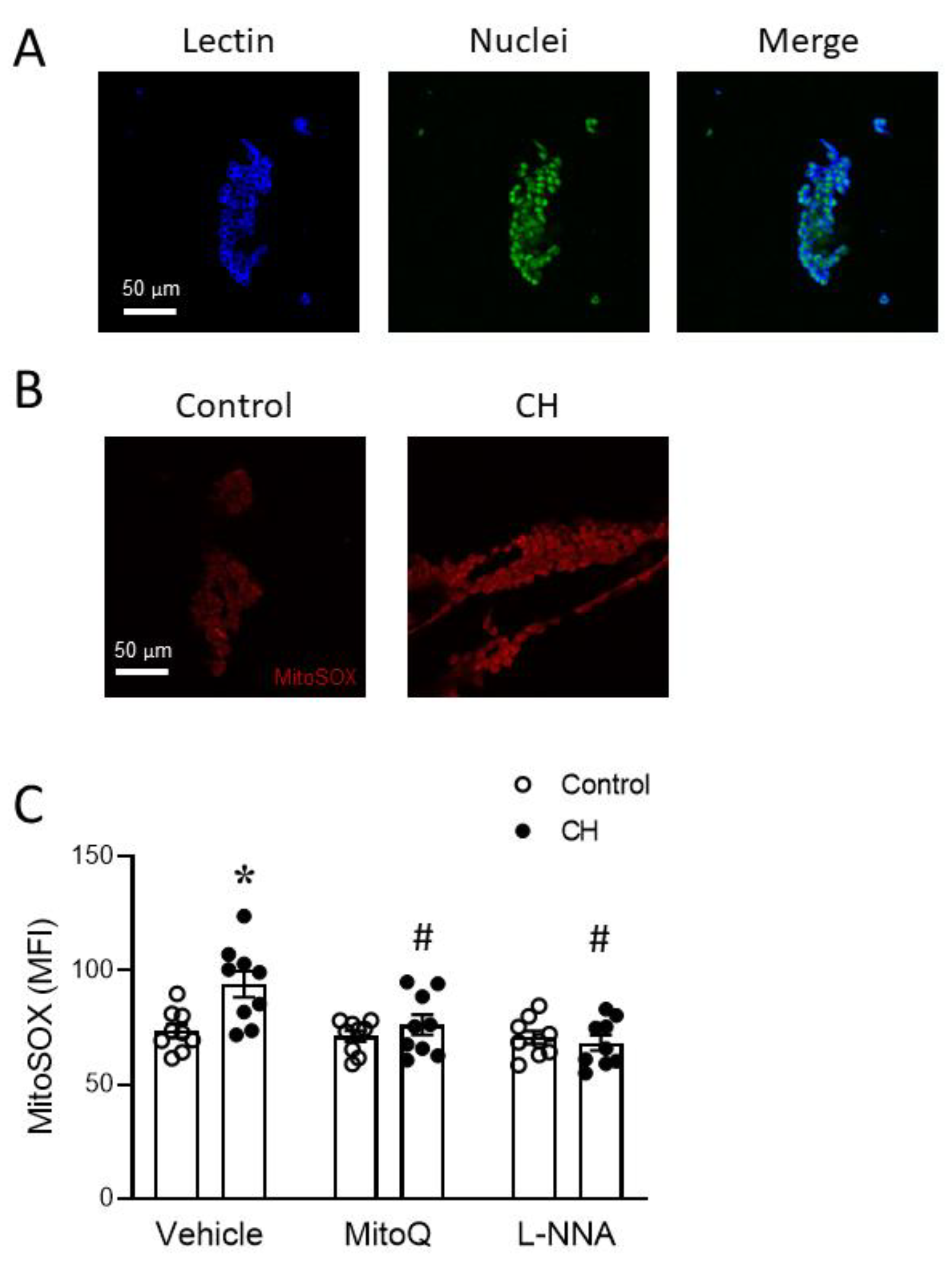 Antioxidants 12 02060 g007