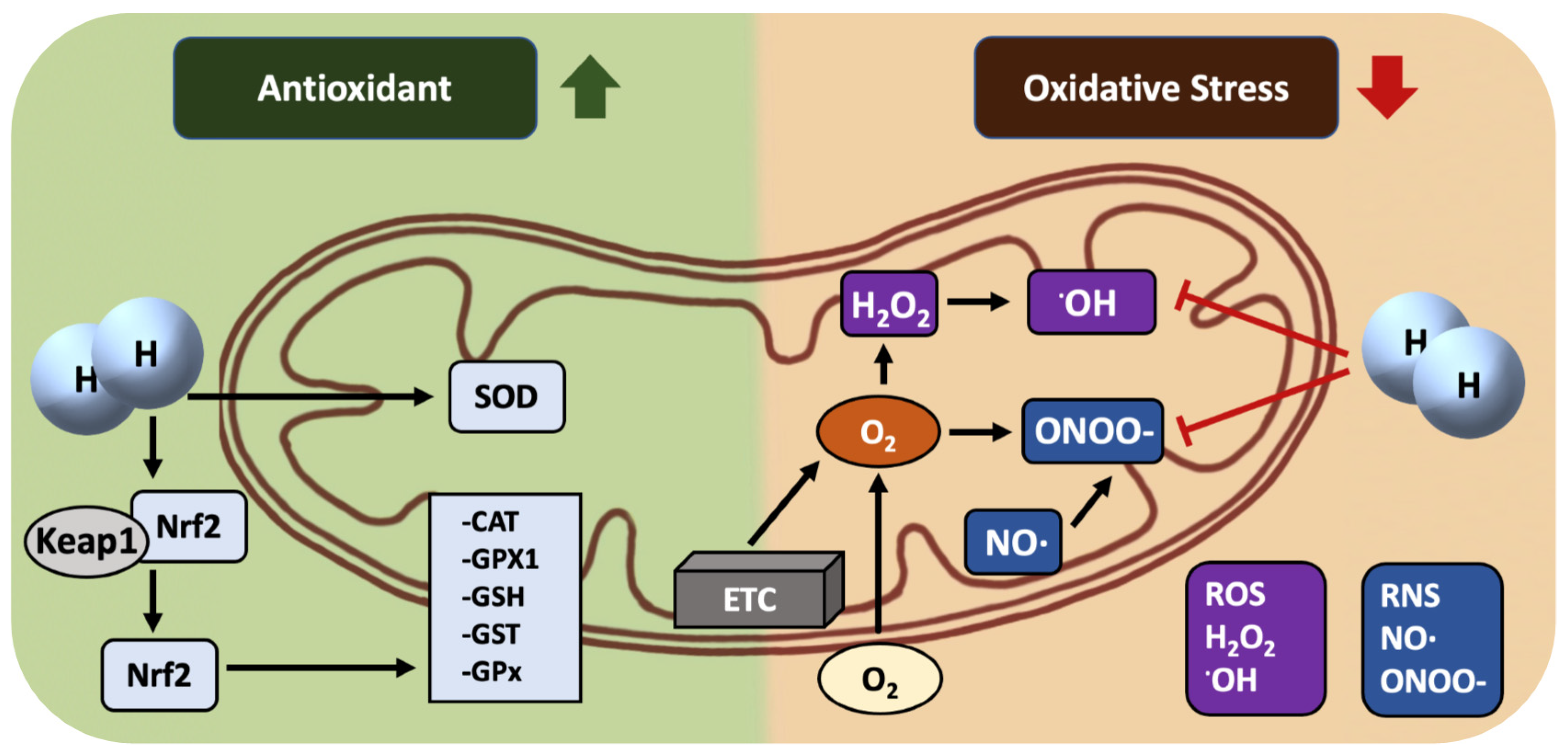 Hydrogen: A Rising Star in Gas Medicine as a Mitochondria