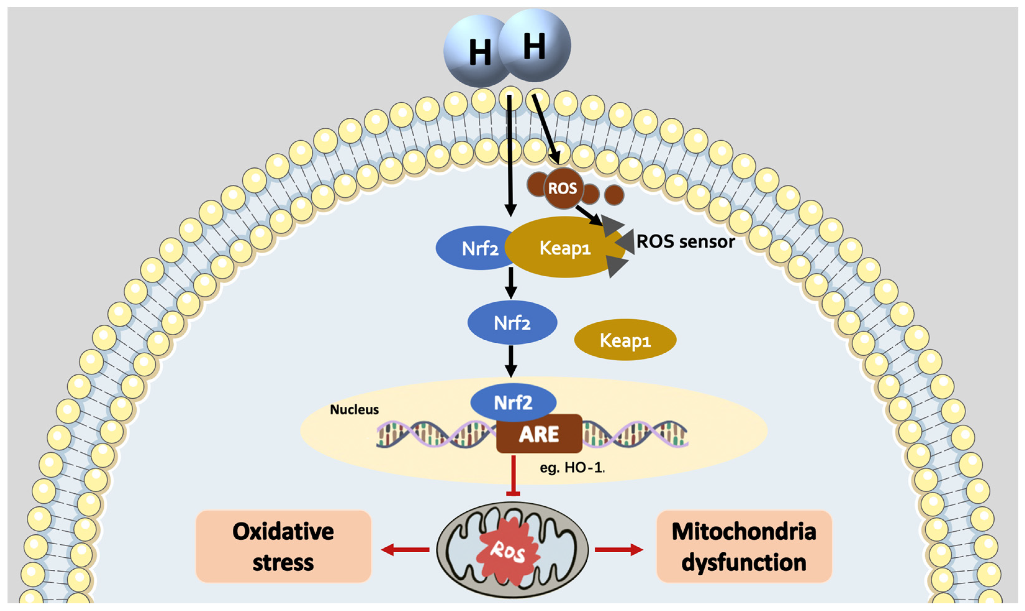 無料配達 Medicine Gas in Star Rising A Hydrogen: as Mitochondria a ミニカー