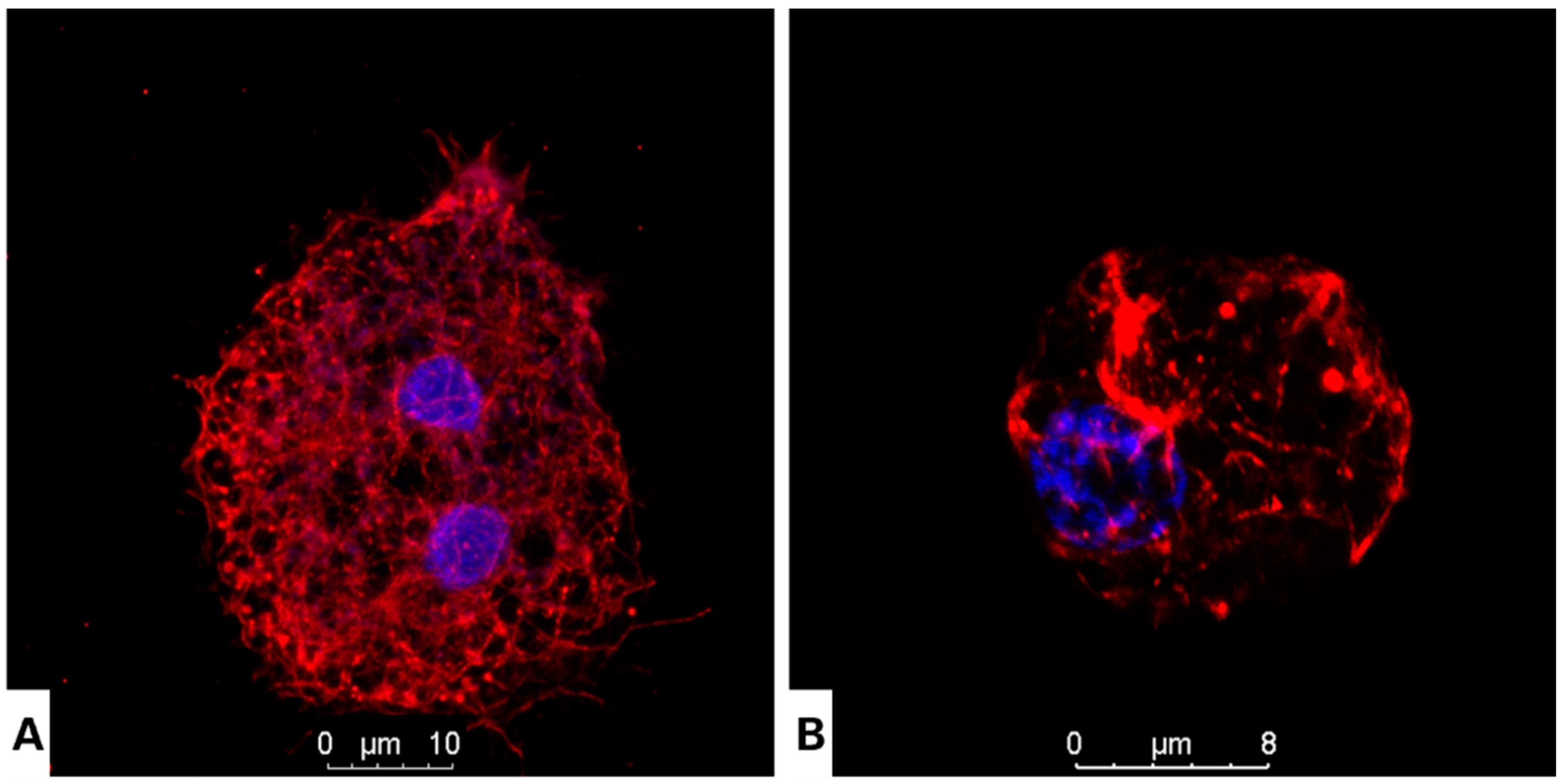 Antioxidants 12 02081 g003