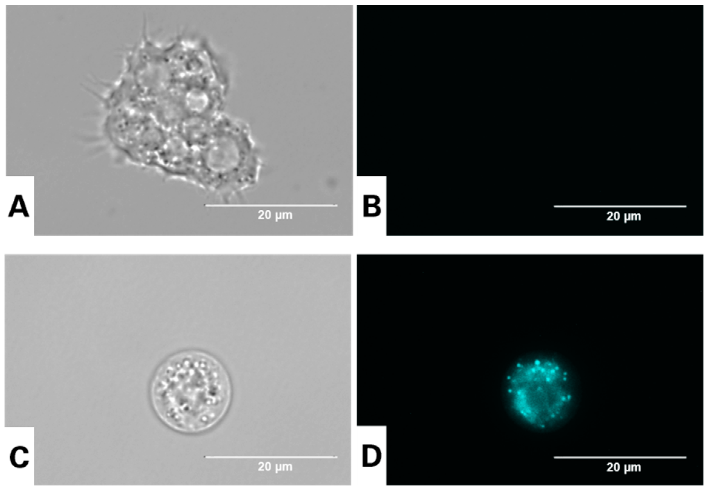 Antioxidants 12 02081 g004
