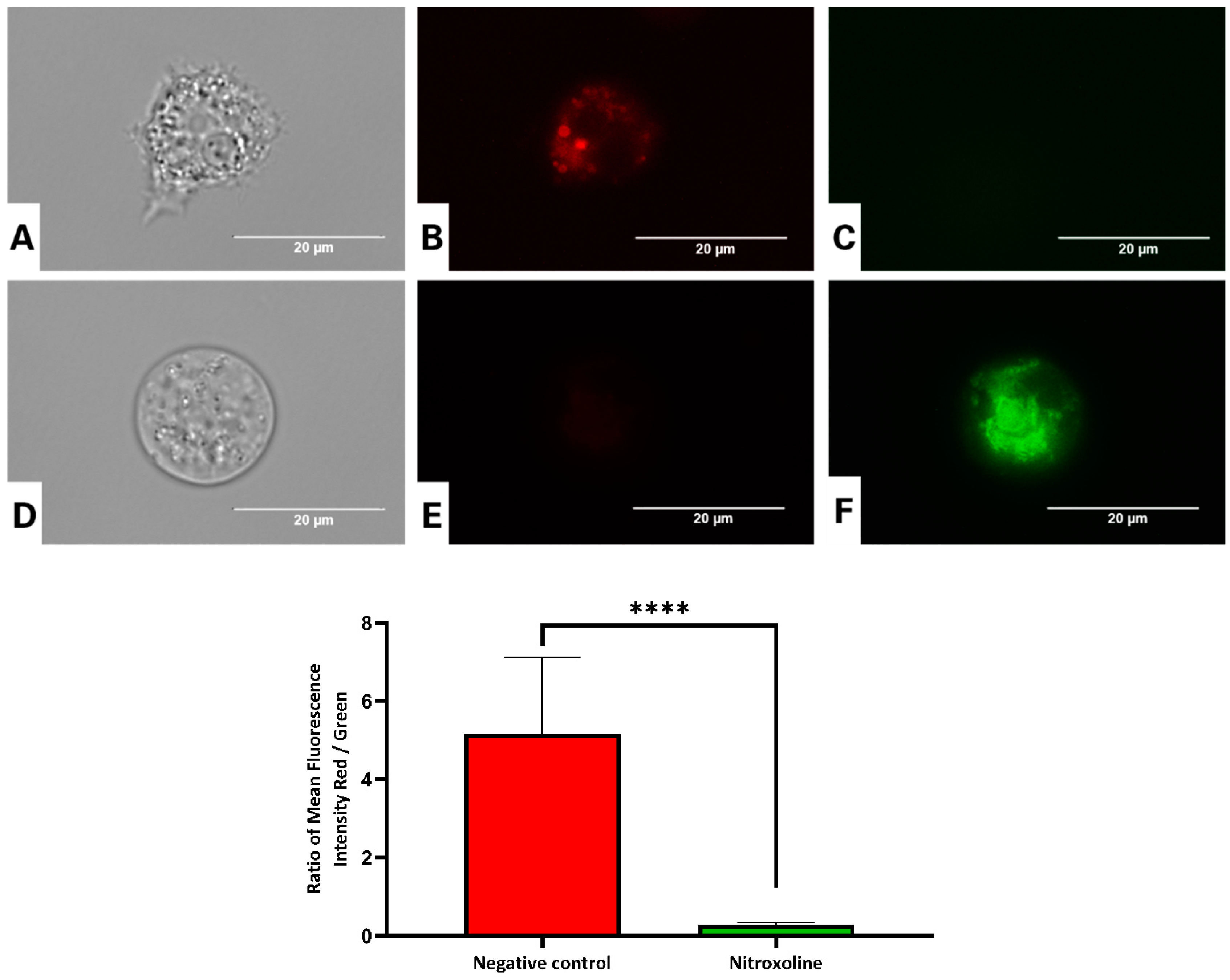 Antioxidants 12 02081 g006