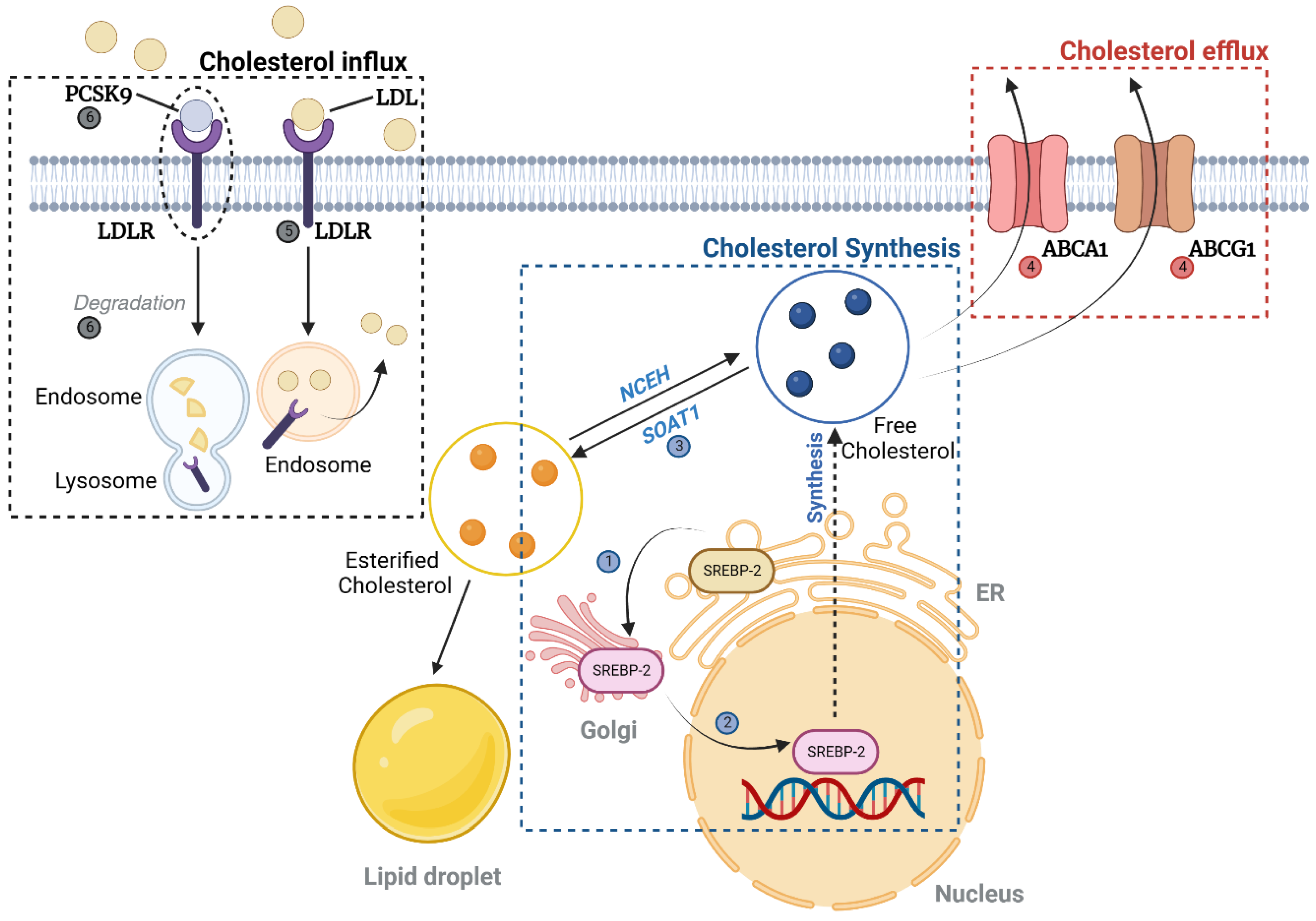Antioxidants 12 02083 g002 Antioxidants 12 02083 g002